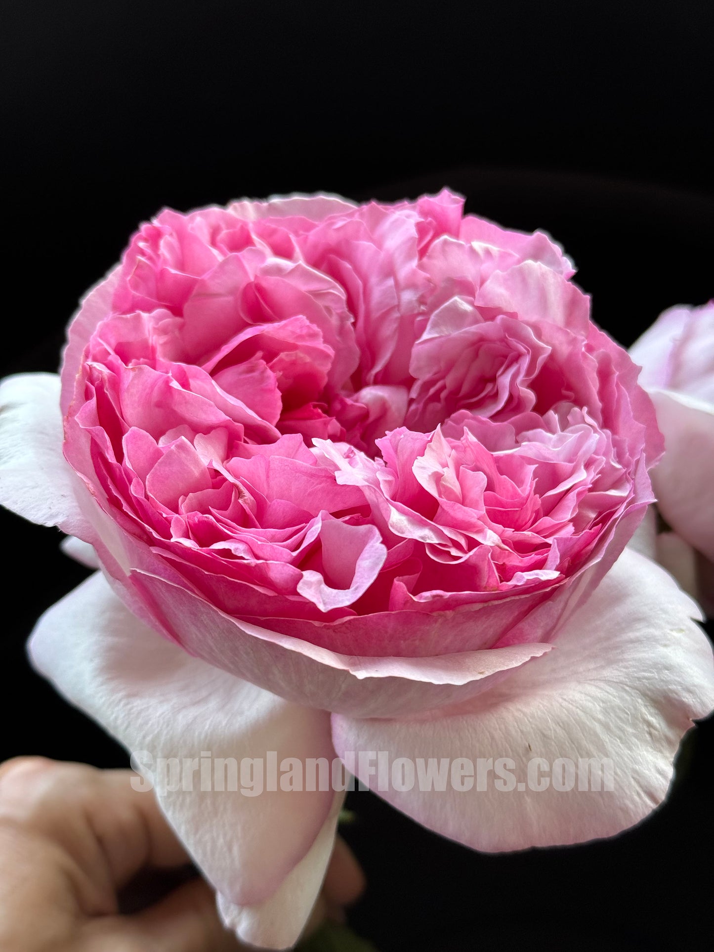 #SPJ090,Neo Cherry Shallow 新浅樱桃,Japanese Florist Shrub Rose, Non-Grafted/Own Root.