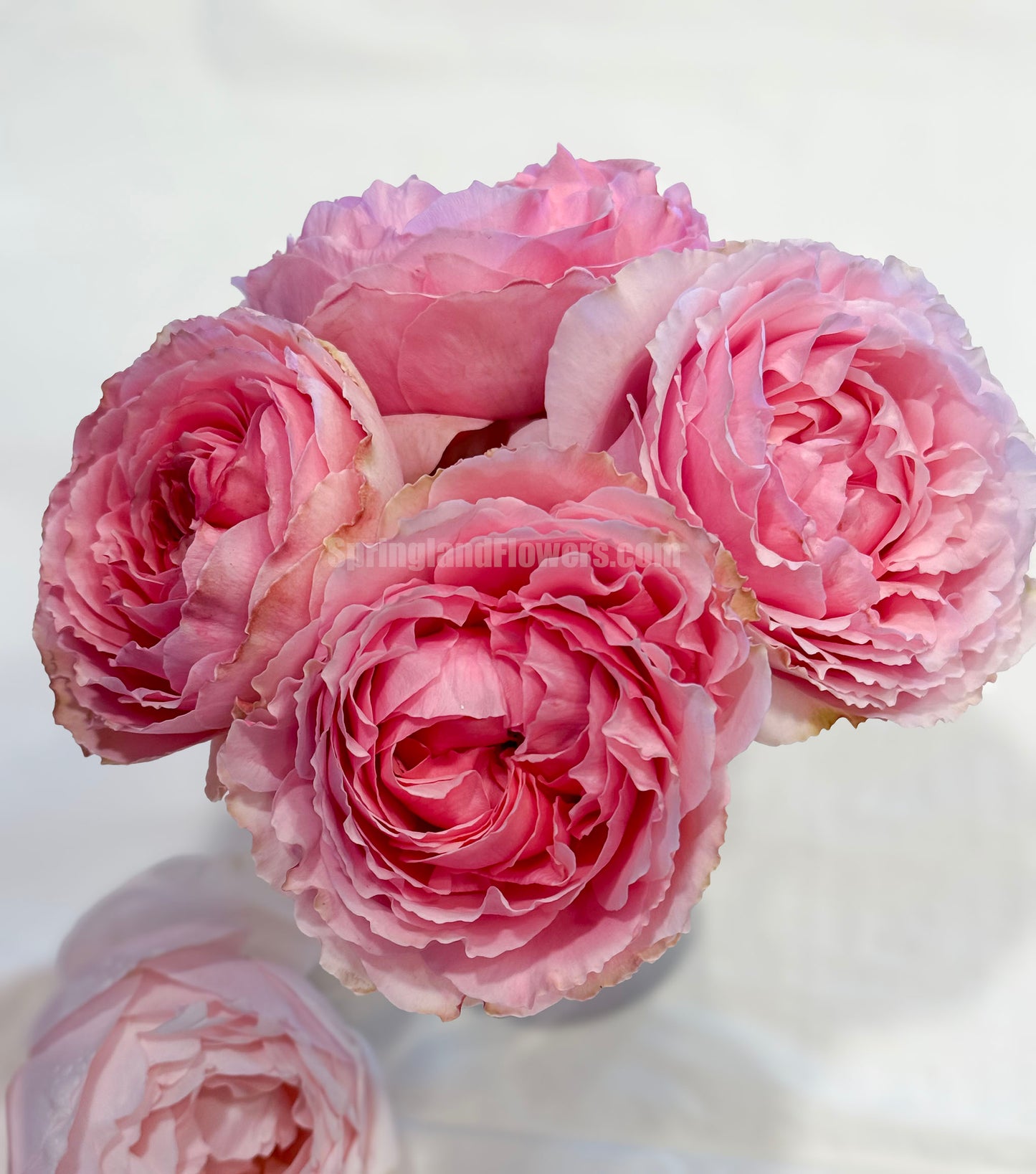 #SPJ056 , Elegant Dress 典雅礼服, Japanese Florist Shrub Rose, Non-Grafted/Own Root.