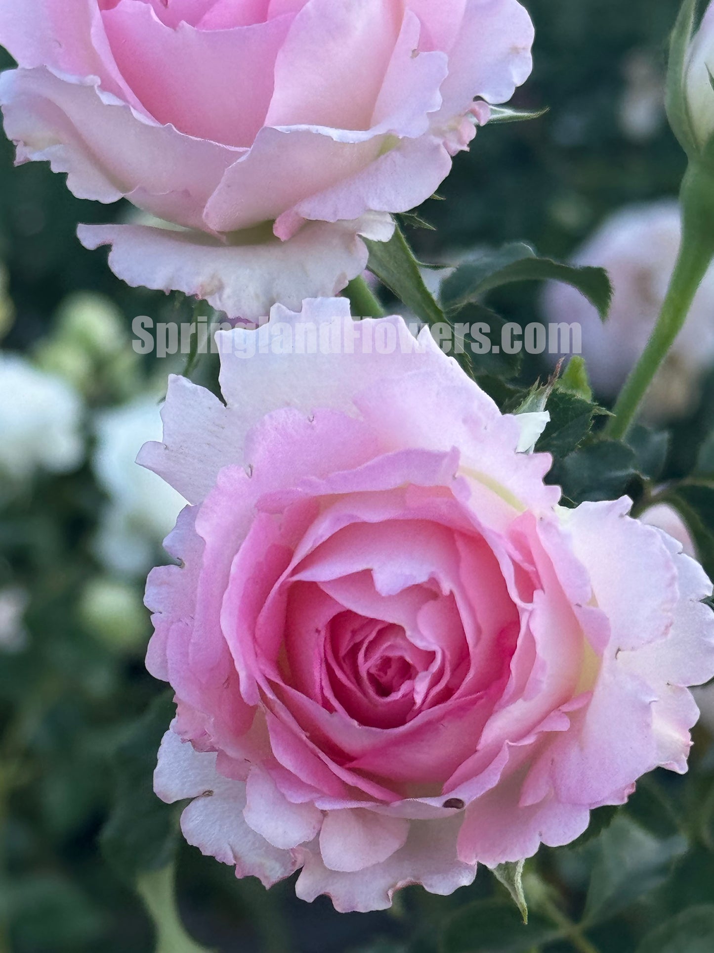 #SPJ098,Rien Rose 河本绊,Japanese Floribunda Rose,Fragrant and Thornless, Strong Disease Resistance, Non-Grafted/Own Root.