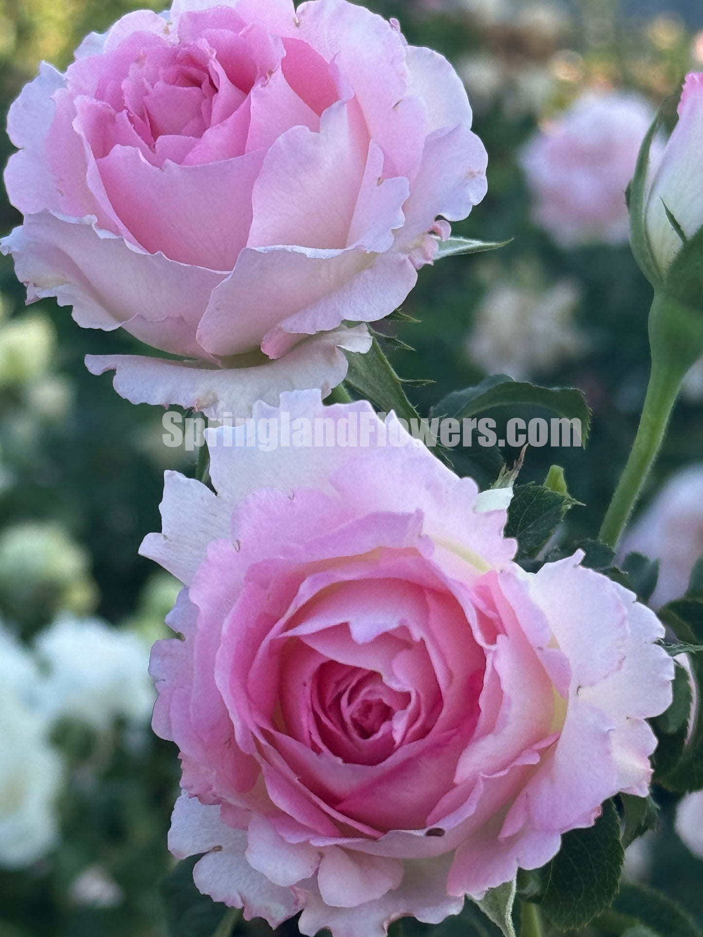 #SPJ098,Rien Rose 河本绊,Japanese Floribunda Rose,Fragrant and Thornless, Strong Disease Resistance, Non-Grafted/Own Root.