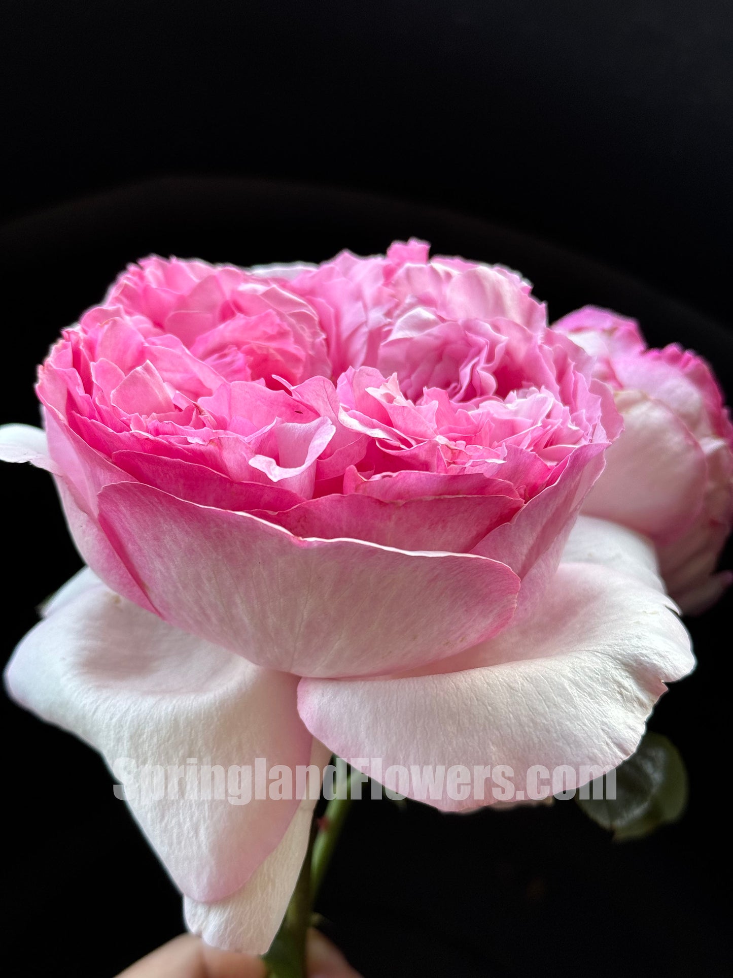 #SPJ090,Neo Cherry Shallow 新浅樱桃,Japanese Florist Shrub Rose, Non-Grafted/Own Root.