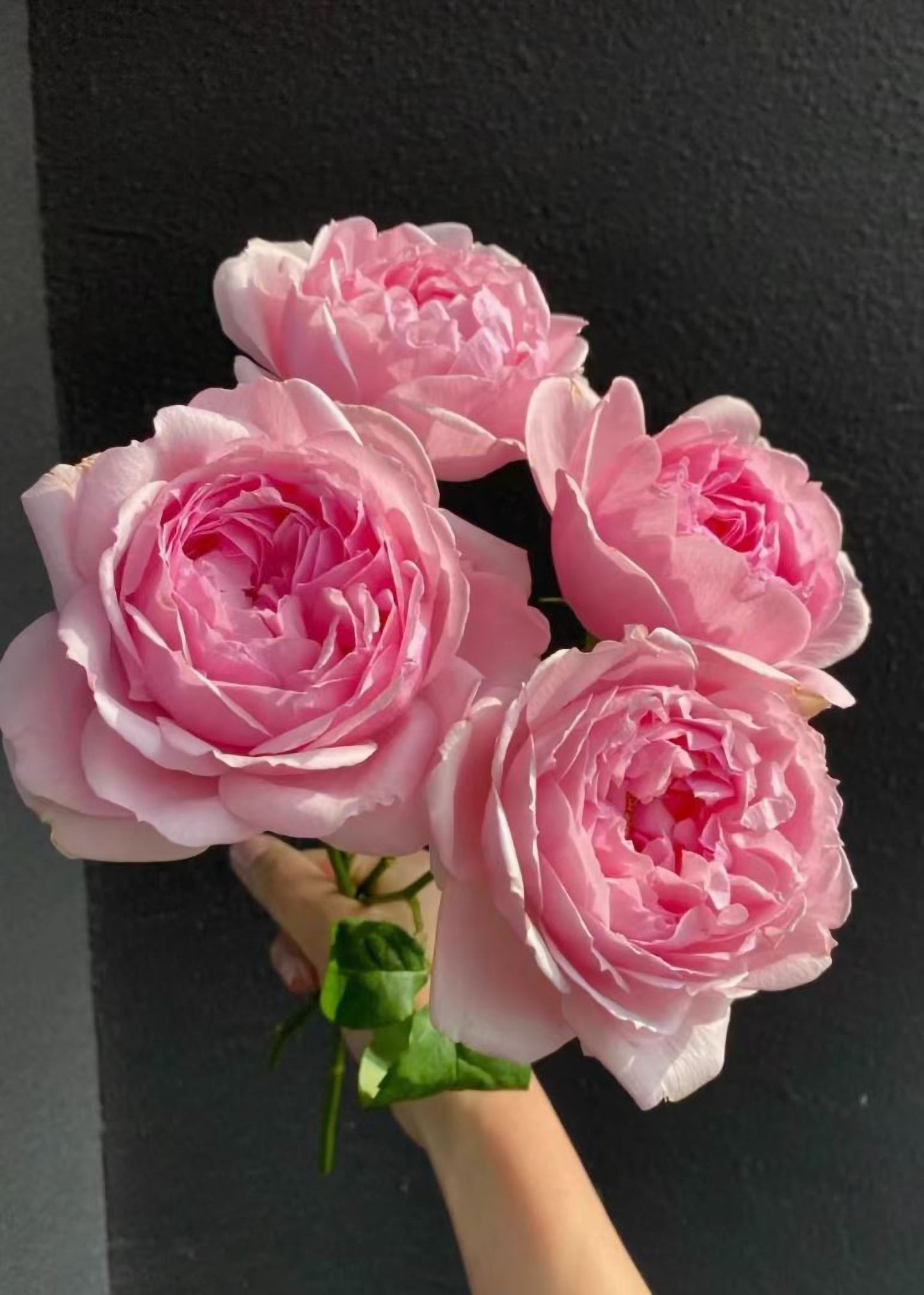 #SPJ056 , Elegant Dress 典雅礼服, Japanese Florist Shrub Rose, Non-Grafted/Own Root.