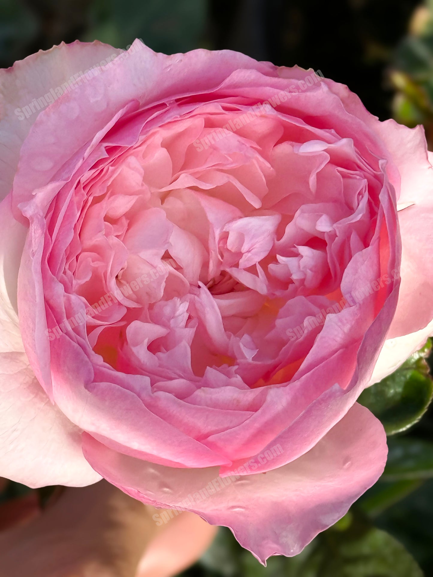 #SPJ093,Le Rire 乐咲, Japanese Florist Shrub Rose. Strong Fragrance,Thornless, Heat-tolerant, disease-resistant, Non-Grafted/Own Root.