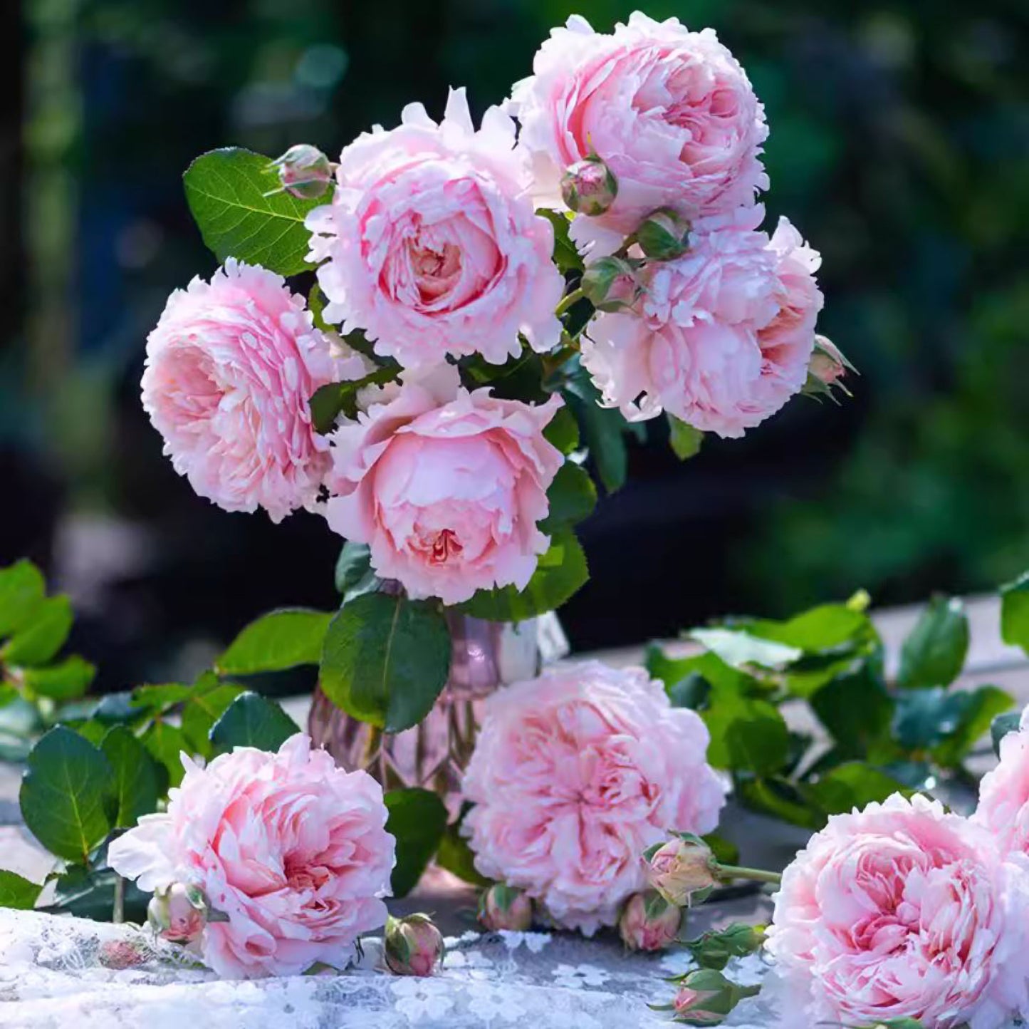 #SPC209, NEW ! 2022. YANZI 妍姿,Floribunda Rose,Heat-tolerant, disease-resistant, Non-Grafted/Own Root.