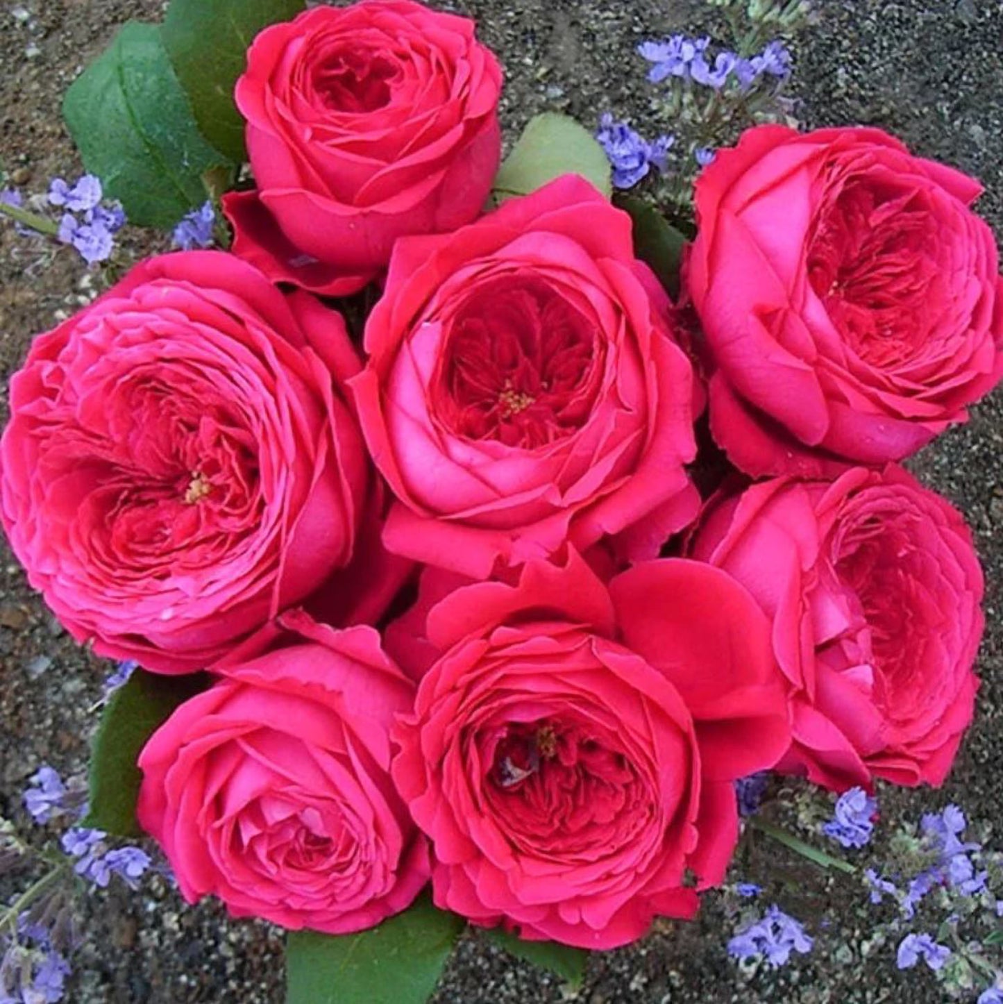 #SPJ171,Pas De Deux 双人芭蕾, Japanese Shrub Rose , Non-Grafted/Own Root.