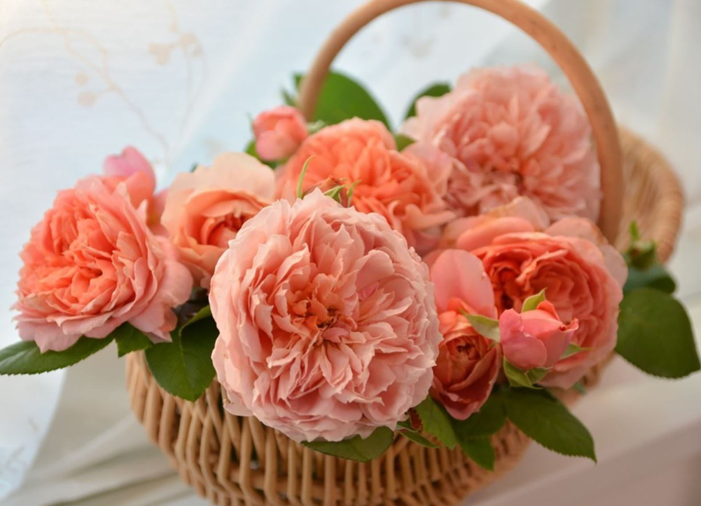 #SPJ182, Moulin de la Galette 煎饼磨坊, Japanese Shrub Rose,Strong Disease Resistance, Heat-Tolerant , Own Root.