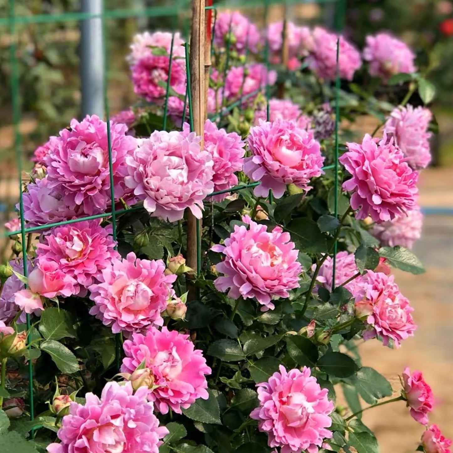 #SPN027, Fancy Ruffle 梦幻褶边, Netherlands Climbing Rose , Non-Grafted/Own Root.