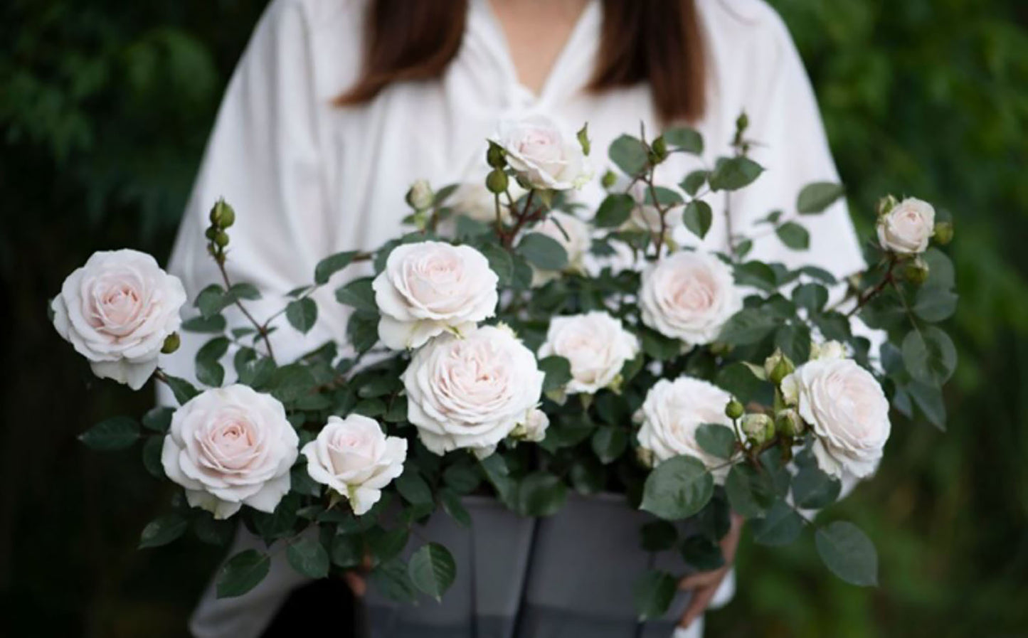NEW ! 2021. Tranquil Dawn 青霜,Floribunda Rose,Heat-tolerant, disease-resistant, Non-Grafted/Own Root.