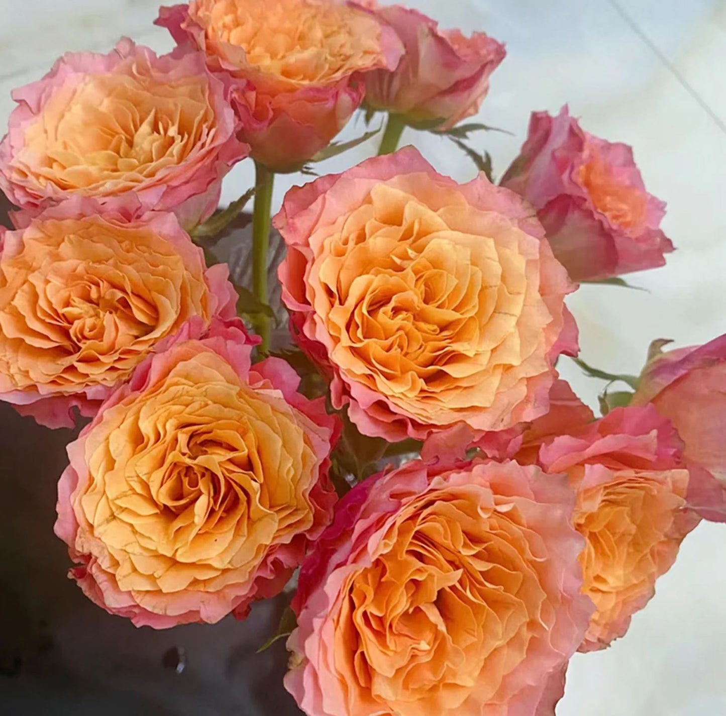 Free Spirit 自由主义,Florist Cutting Rose,Non-Grafted/Own Root.