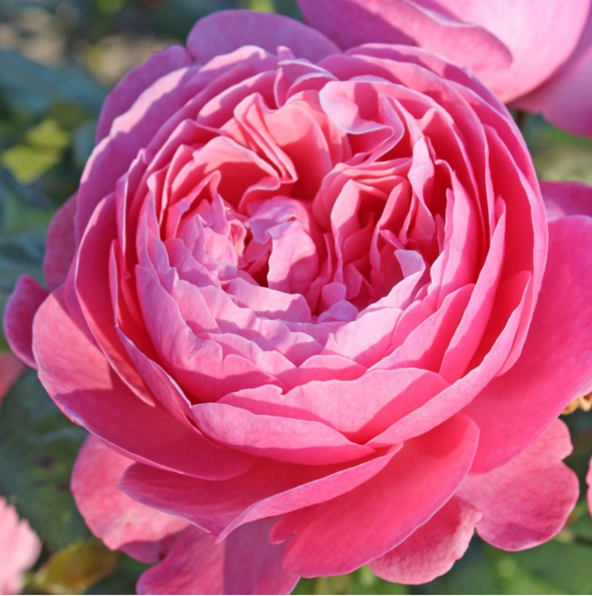 #SPG045,extremely similar to Flora Colonia 科隆百花园, German Climbing & Shrub Roses, Large, Strong fragrance.Heat-tolerant, disease-resistant, Non-Grafted/Own Root.