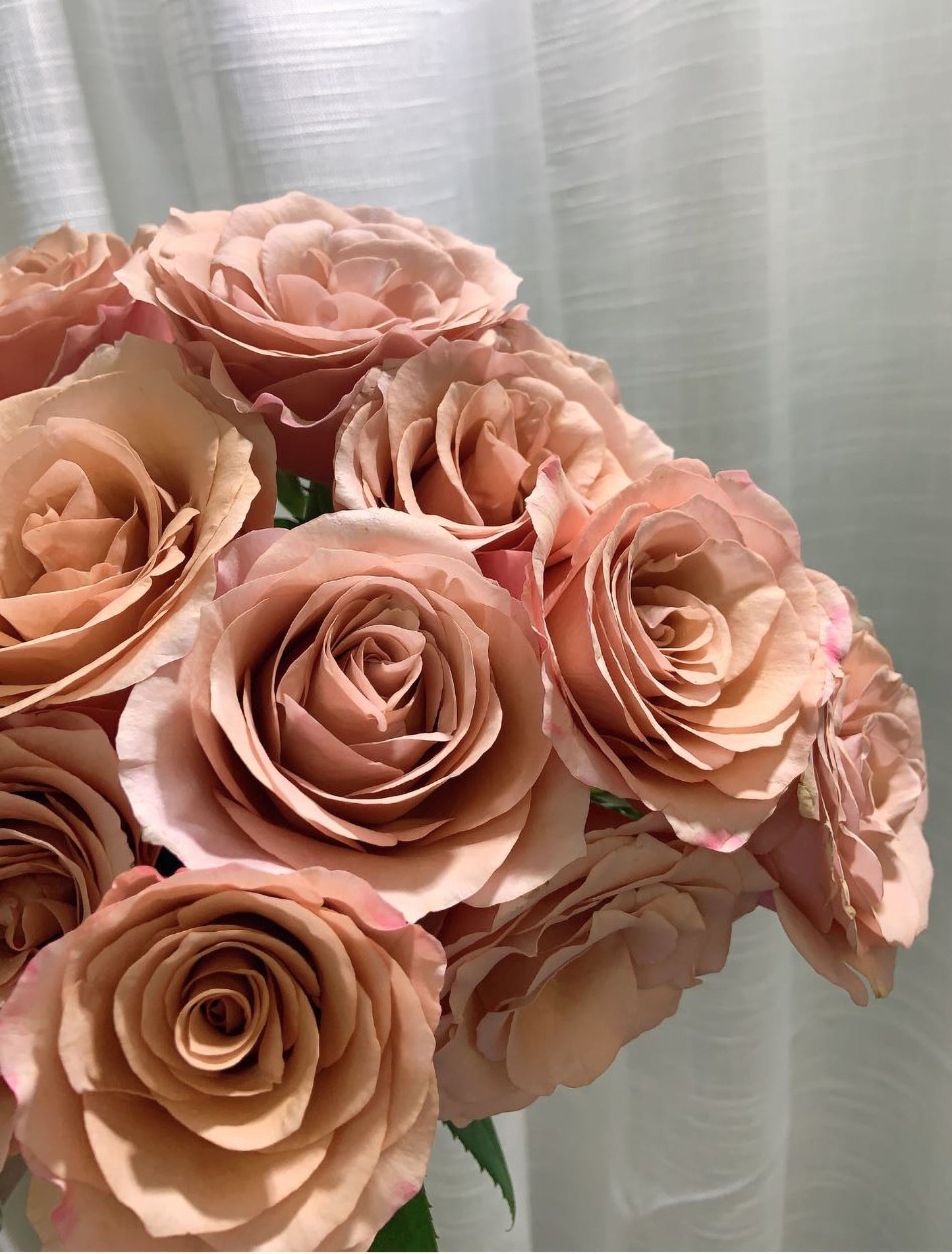 RP Moab 莫泊,Florist Shrub Rose,Upright, Heat-tolerant, disease-resistant, Non-Grafted/Own Root.