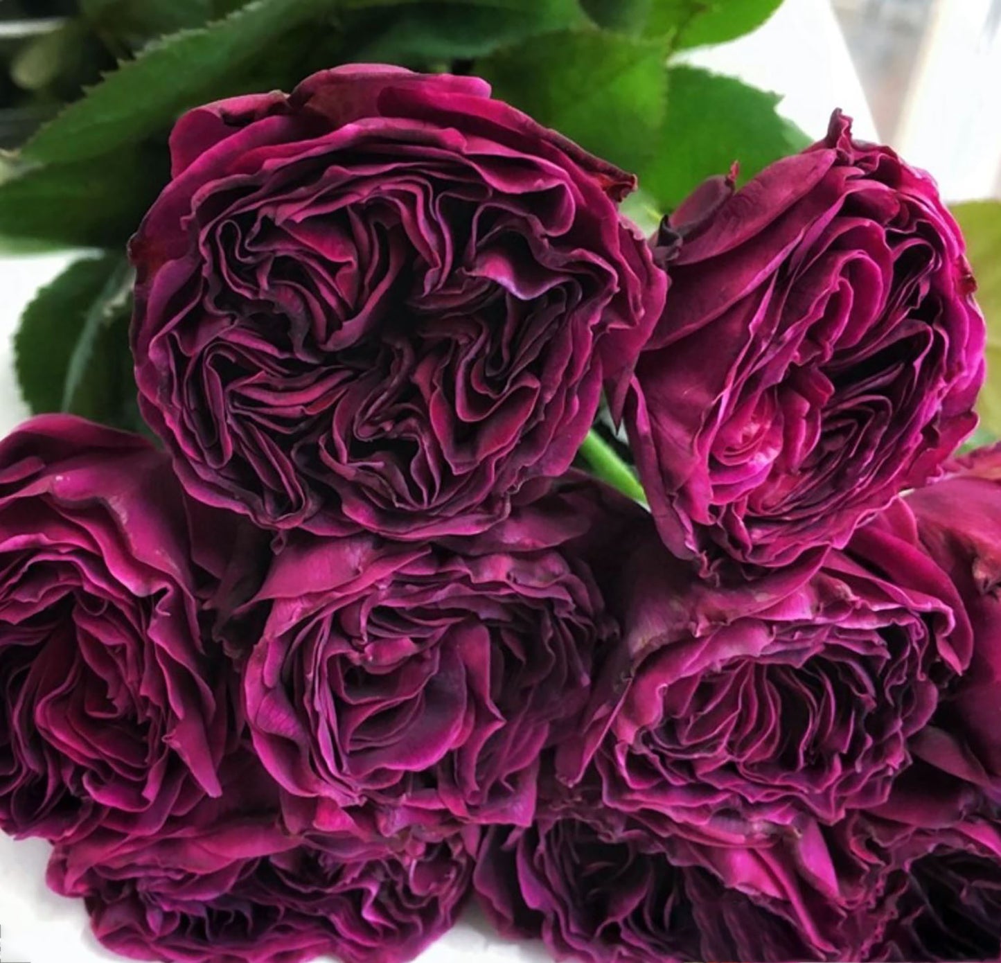 #SPJ079, Hiraku 蓝莓戒指, Japanese Florist Shrub Rose, Non-Grafted/Own Root.