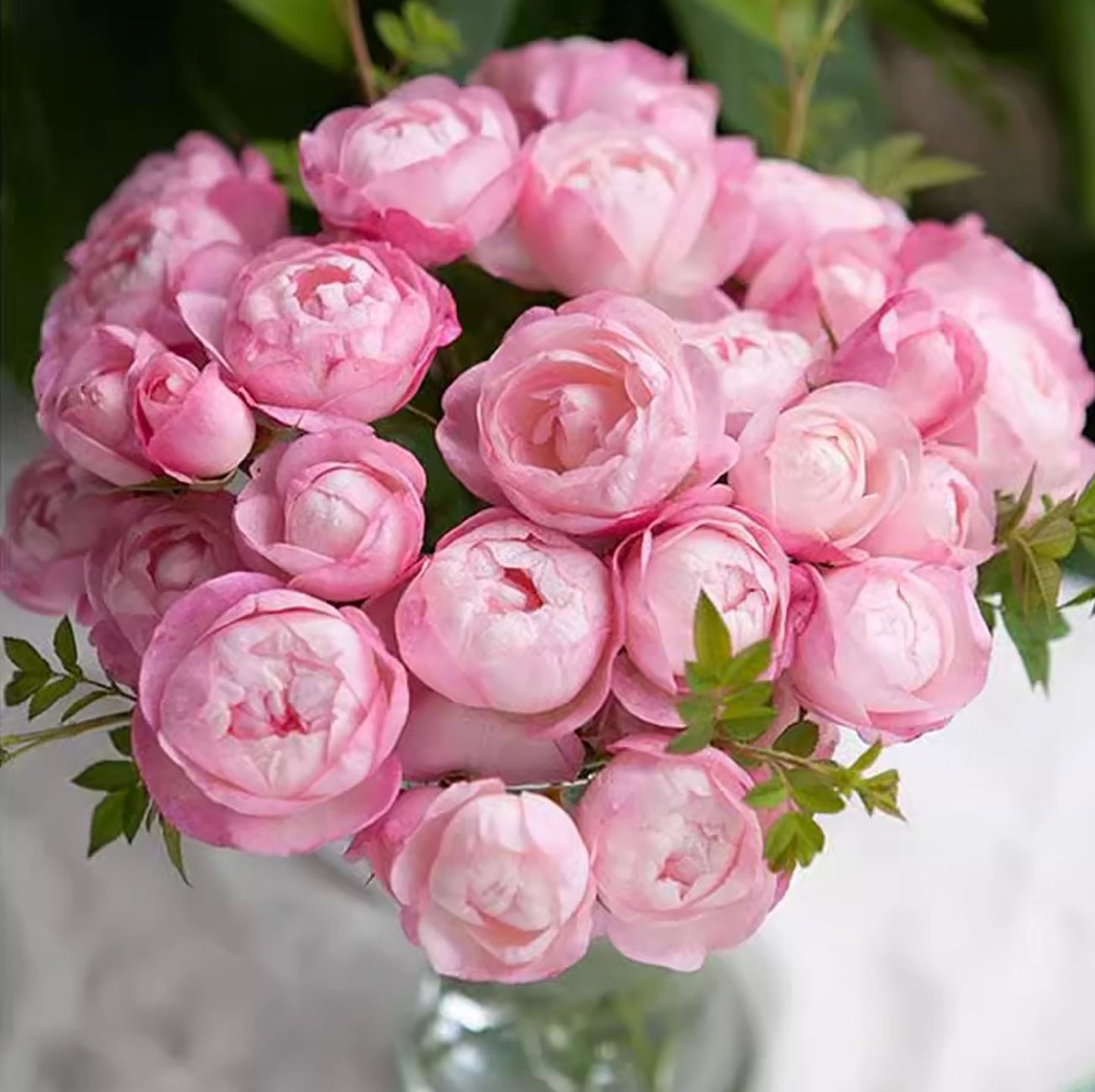 #SPJ111 , Strawberry Macaron草莓杏仁饼,Japanese Floribunda Rose, Non-Grafted/Own Root.