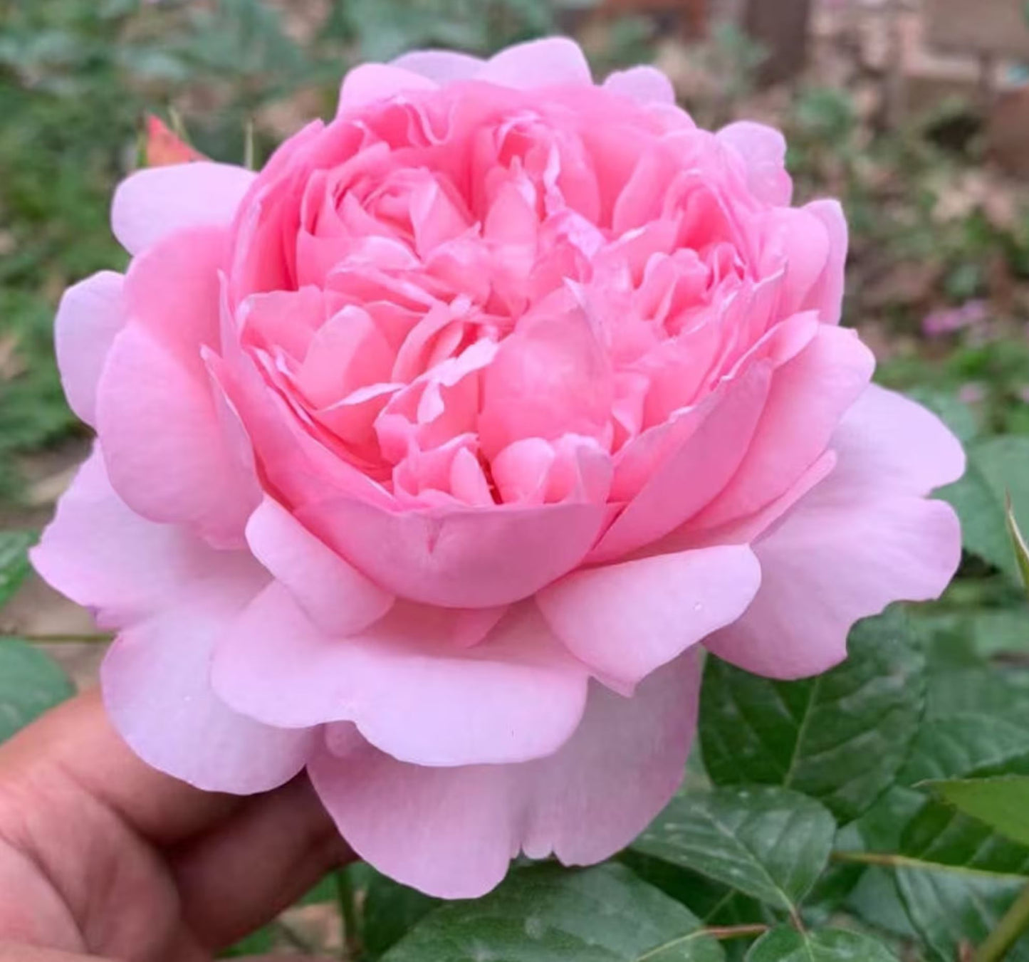 #SPG041,German Florist Shrub Rose, Heat-tolerant, disease-resistant, Non-Grafted/Own Root.