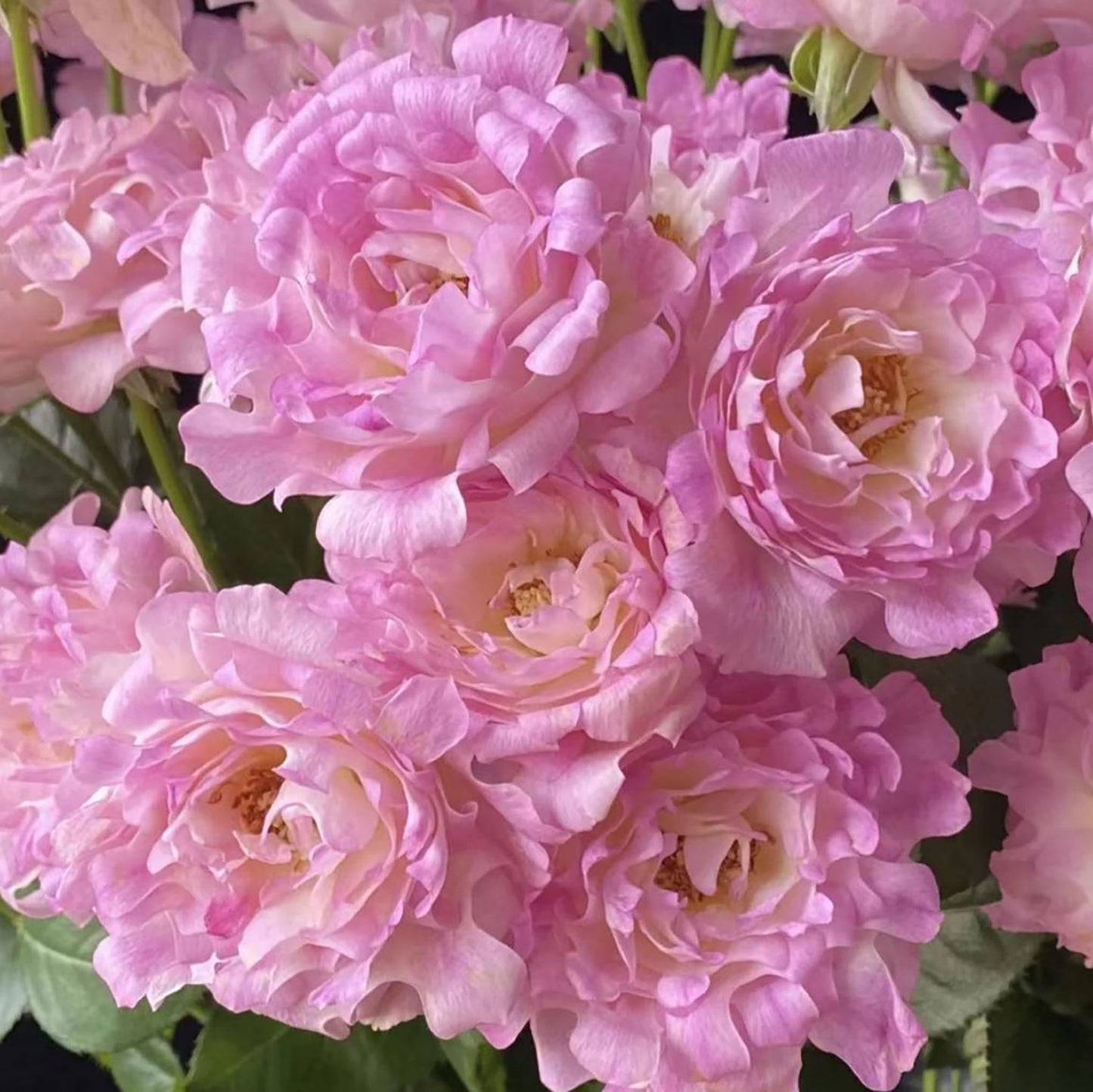 Sea Anemone 海的女儿, Shrub Rose, Non-Grafted/Own Root.