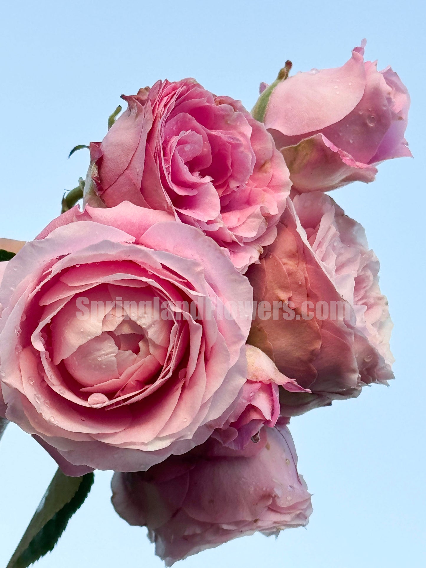 #SPJ197, La Boum 初吻(河本 ), Japanese Floribunda rose.