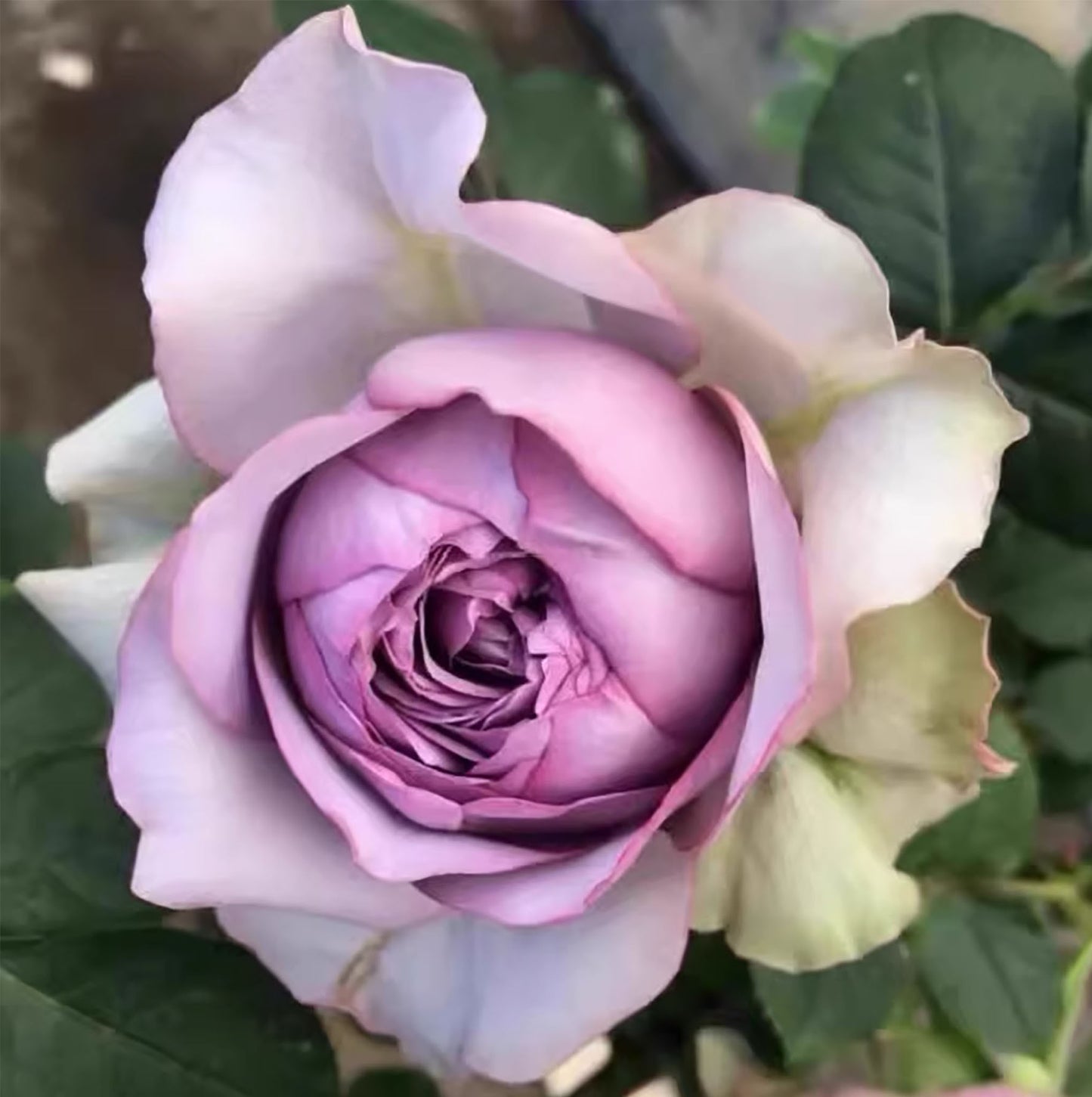 #SPJ048,extremely similar to Coffret 首饰盒, Japanese Shrub Rose,Heat Resistant, Non-Grafted/Own Root.
