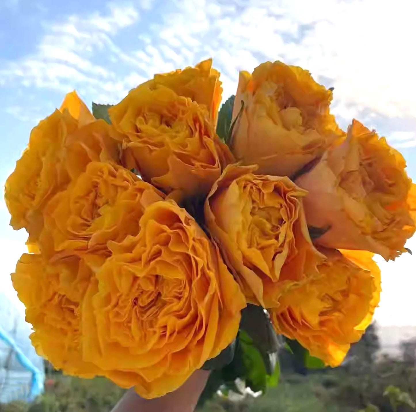 #SPJ270, Mango Lieber 芒果酒吧 ,Japanese Shrub Rose, Large Bright Orange Flower, Non-Grafted/Own Root.