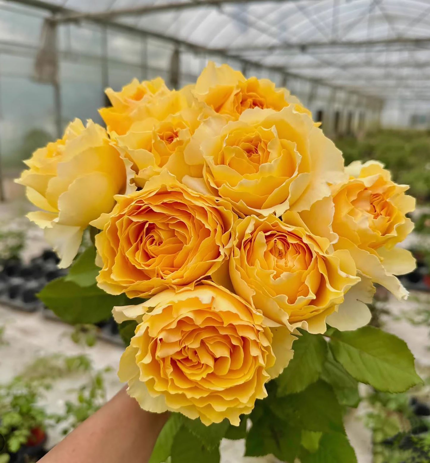 #SPJ087,Shining Smile 阳光笑容, Japanese Florist Shrub Rose, Non-Grafted/Own Root.