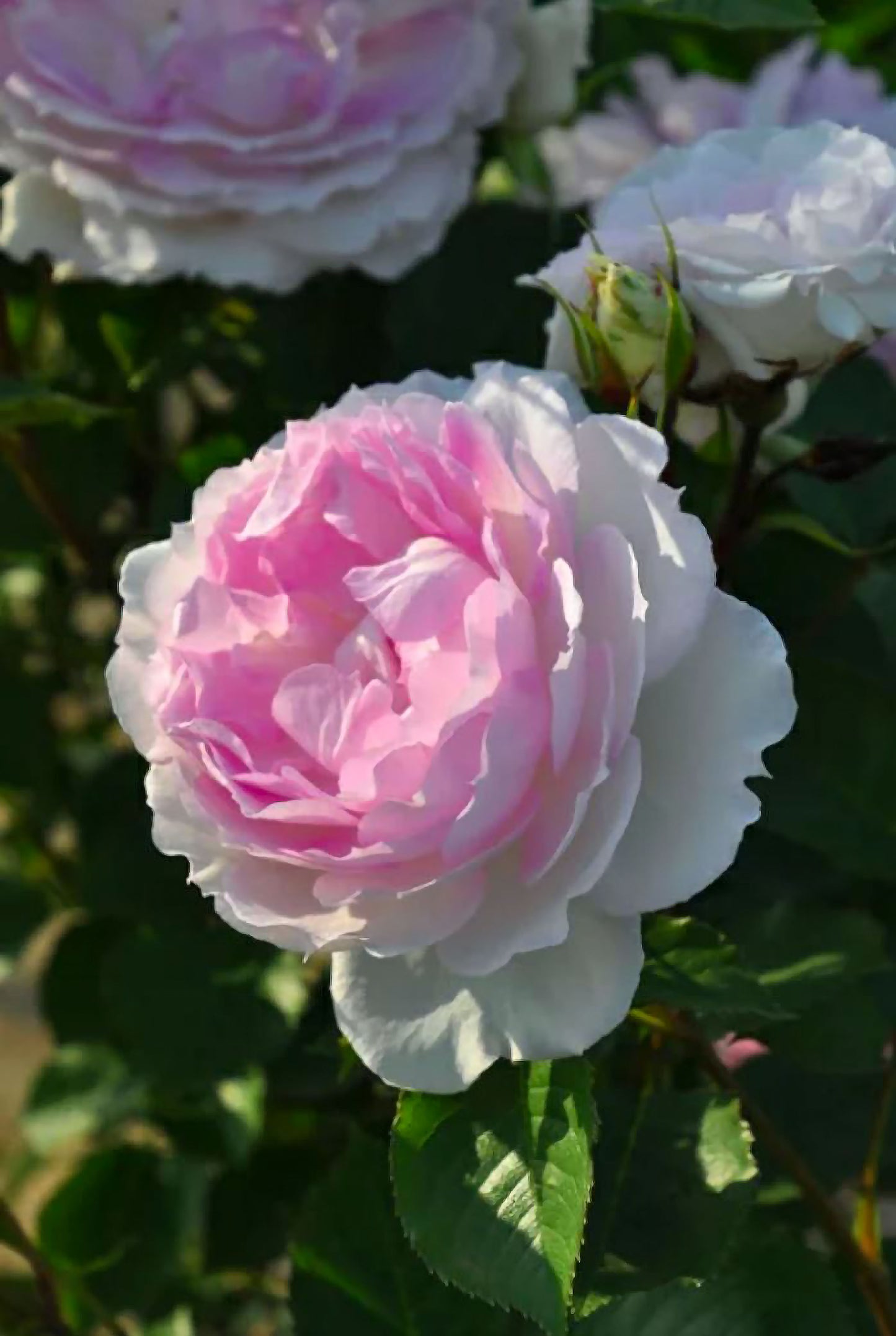 #SPJ162, NEW! Martha 玛莎, Japanese Climbing Rose, Non-Grafted/Own Root.