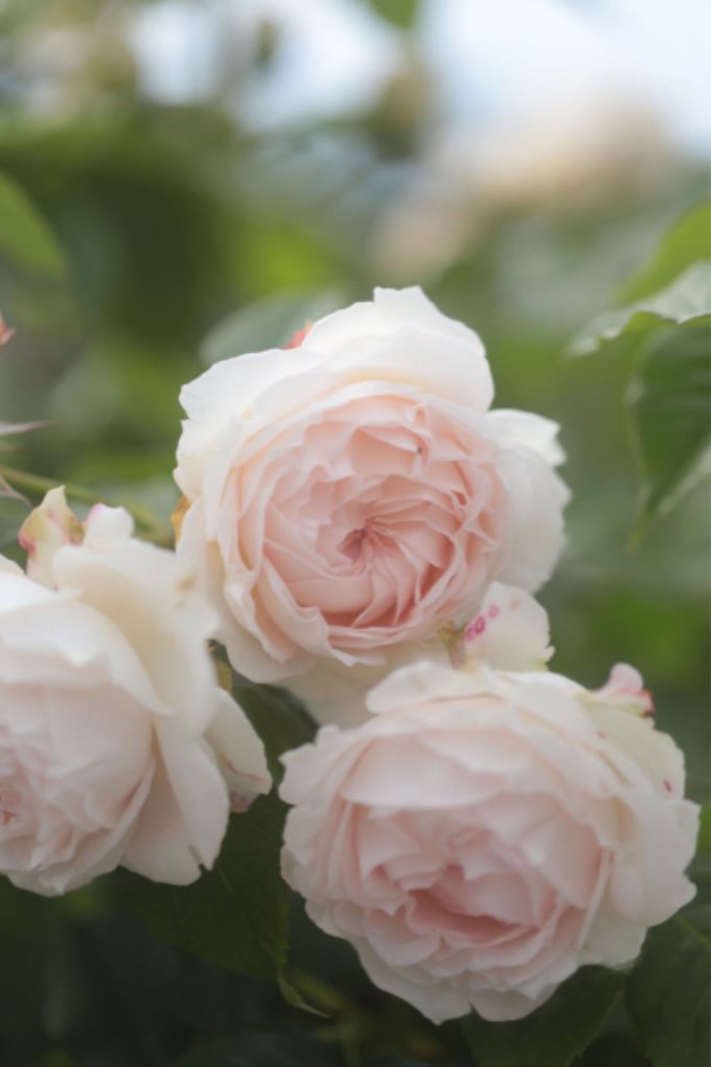 #SPJ112, Yukiwatari 雪渡, Japanese Shrub Rose,Non-Grafted/Own Root.