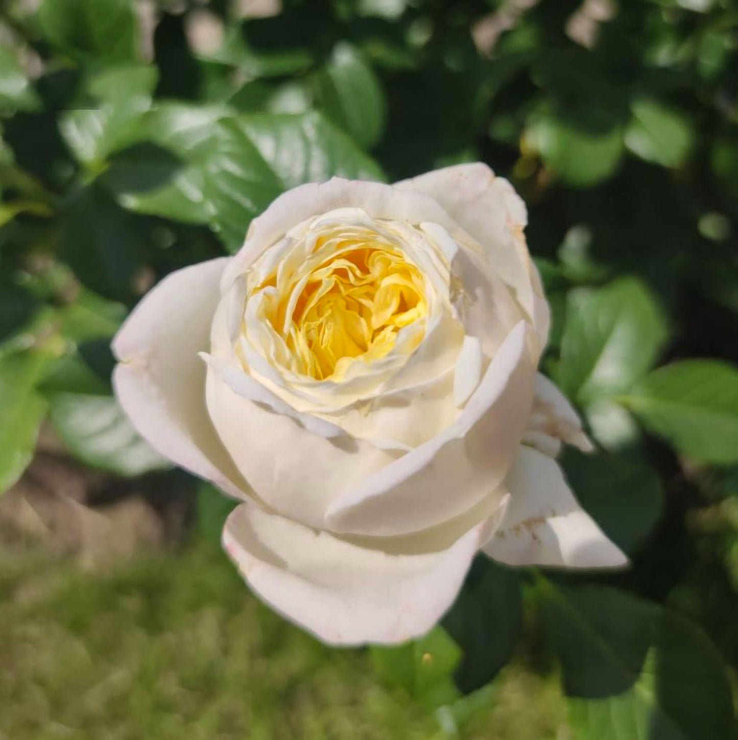 Amnesty International 大赦国际/柠檬雪酪,French Climbing Rose, Strong fragrance. Large. Heat Resistant.Non-Grafted/Own Root.