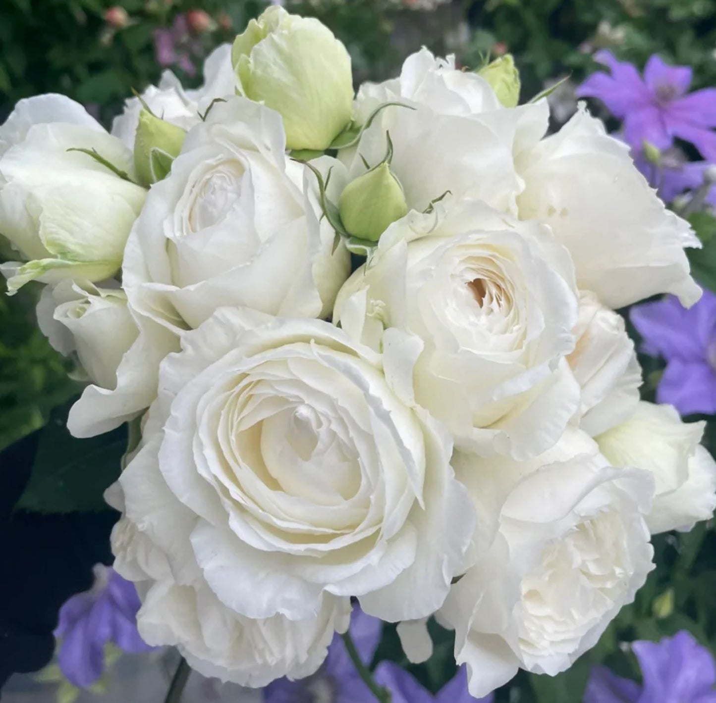 #SPJ145,Roads of wedding 婚礼之路,Japanese Florist Shrub Rose. Non-Grafted/Own Root.