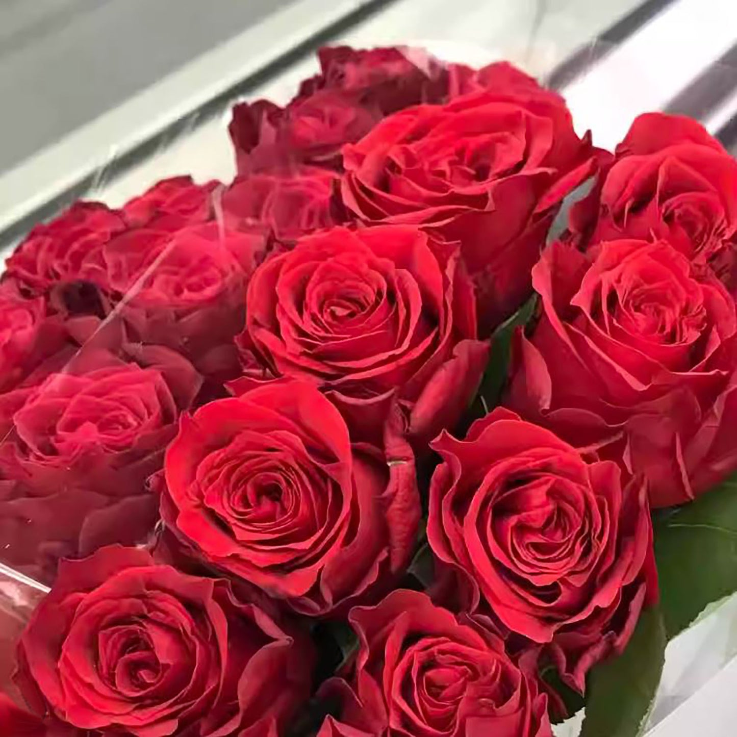 Rose Red Plateau 高原红,Non-Grafted/Own Root.