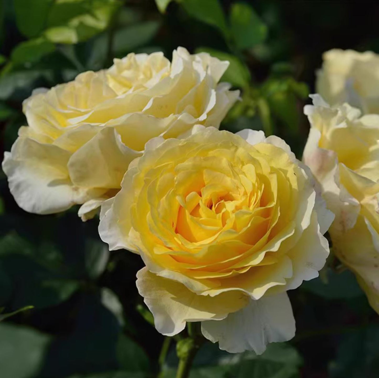 #SPF165, France Info 法国电台,Shrub Rose, Non-Grafted/Own Root.
