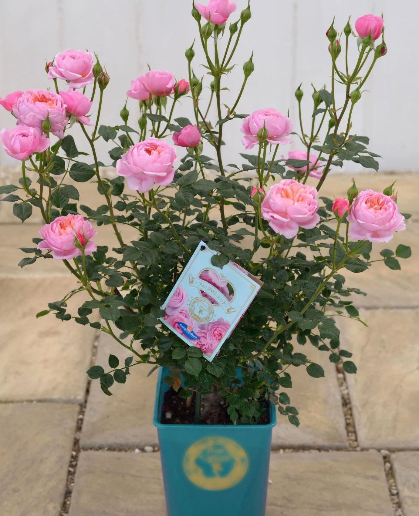 #SPJ159,Fée Clochette 铃之妖精, Floribunda Rose, Non-Grafted/Own Root.Yearlong flower buds. Perfect for small gardens.