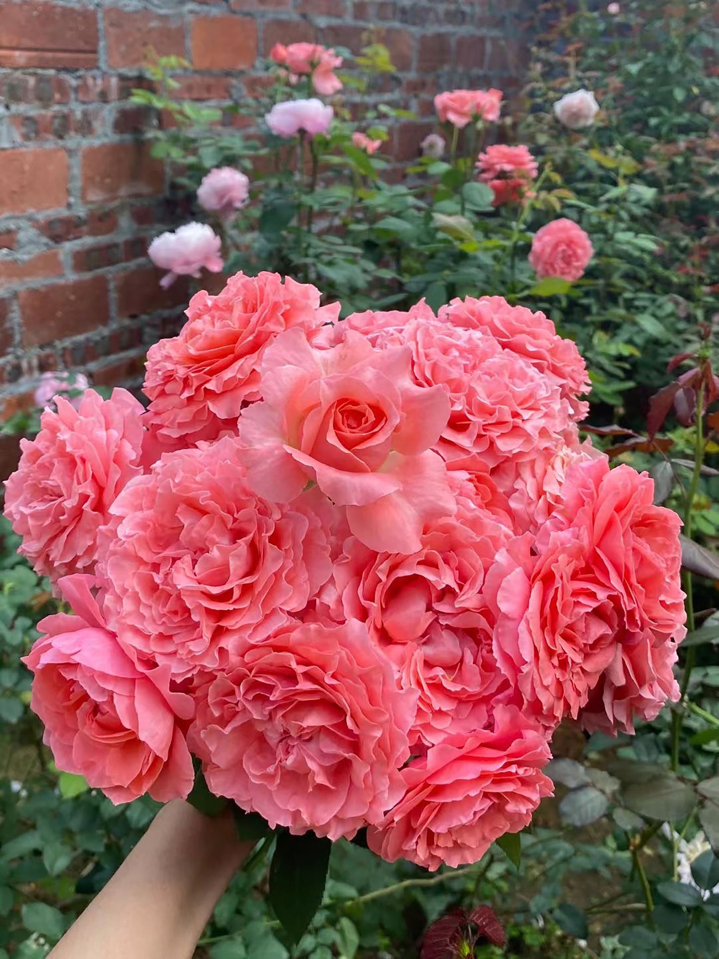 #SPJ049, Corail gelee 珊瑚果冻,Japanese Shrub Rose, Non-Grafted/Own Root.
