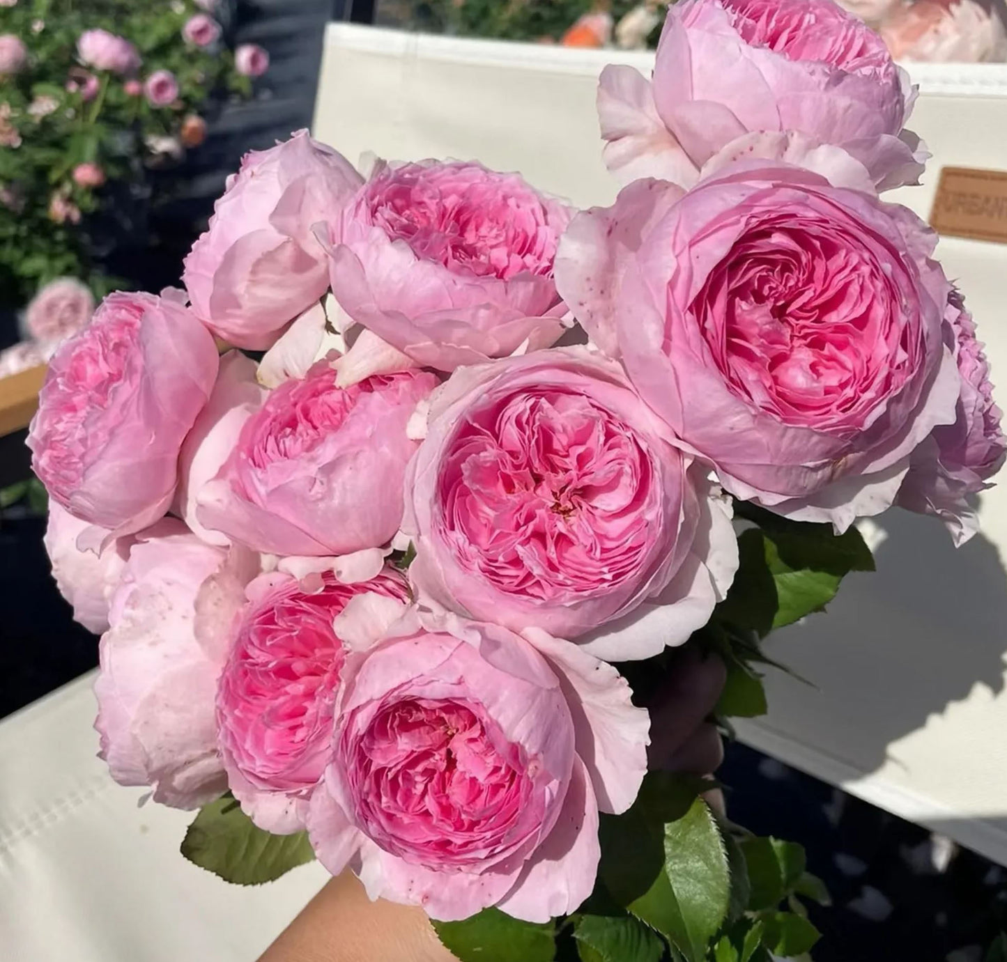 #SPC286, NEW! 2022. YuHuanMing 玉环鸣, Floribunda Rose. Non-Grafted/Own Root.