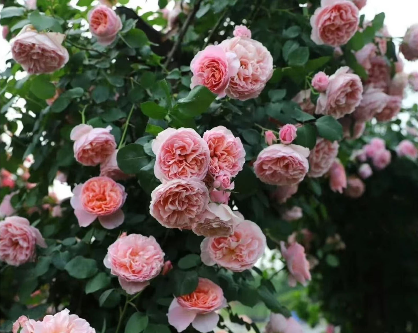 #SPF034,Dames de Chenonceau 舍农索城堡的女士,Climbing & Shrub Roses, Non-Grafted/Own Root.