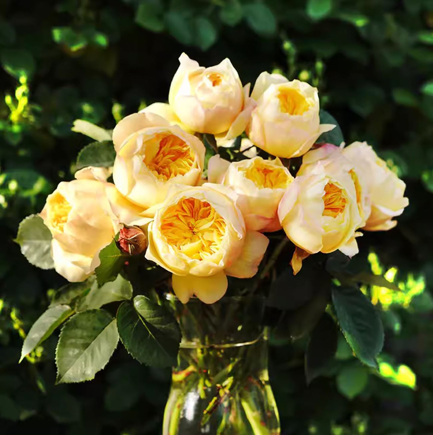 Bird's Whisper 雀啾 , Shrub Rose, Long Blooming Period, Resilience To High Humidity And Heat,Strong Disease Resistance, Own Root.