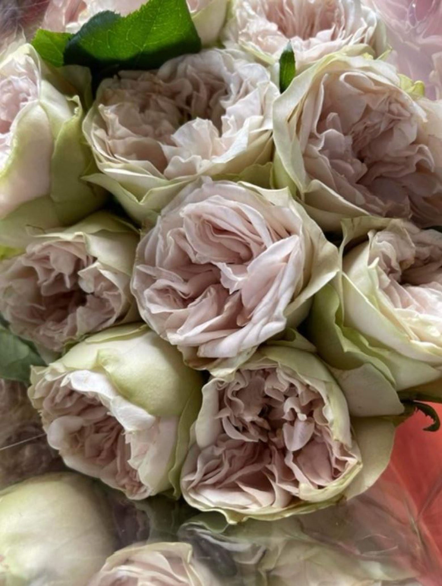 #SPN130,Extremely Similar to Shades of Grey 灰色阴影, Netherlands Florist Shrub Rose.