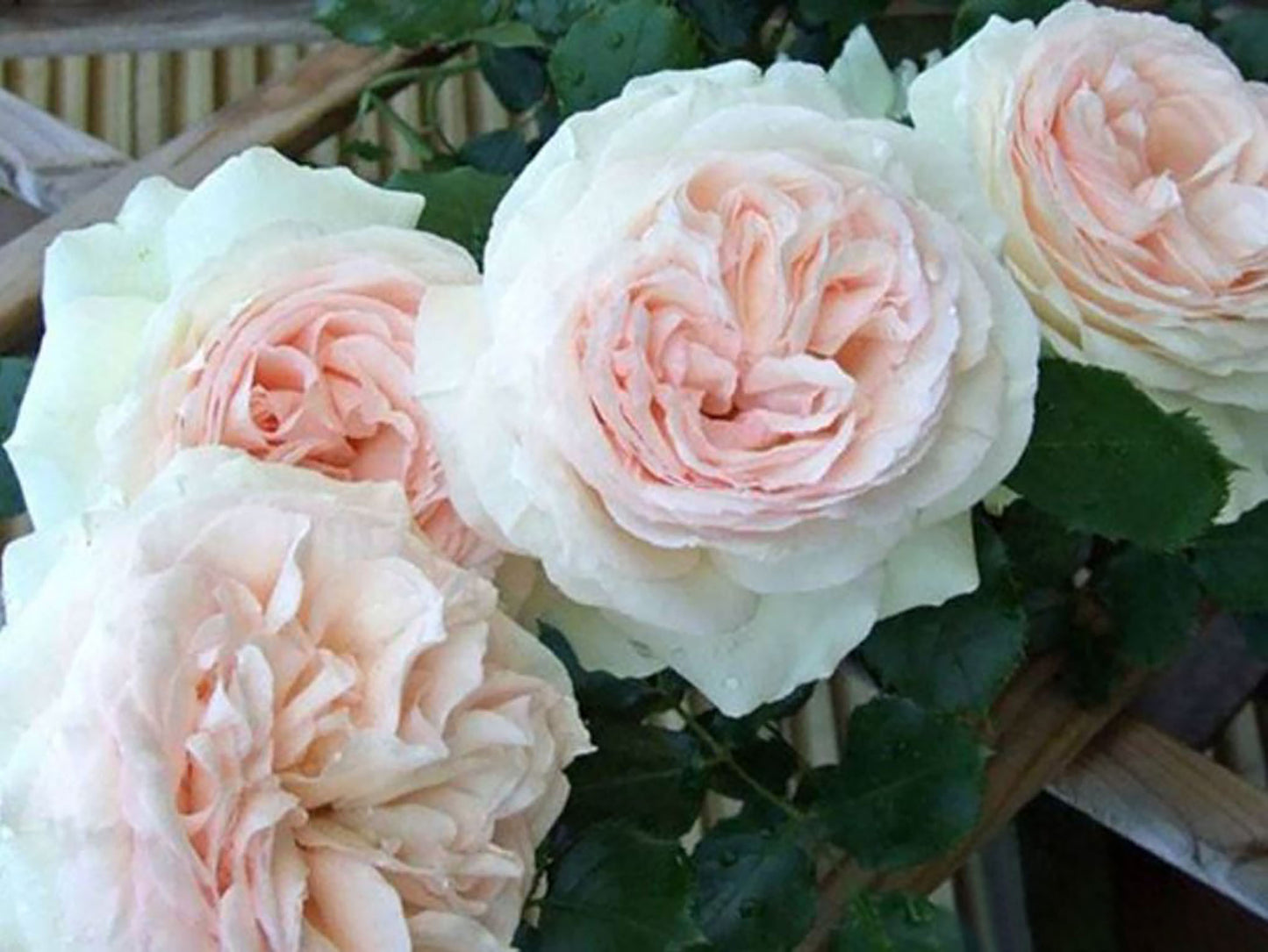 White Eden Climber 白色龙沙宝石,Non-Grafted/Own Root