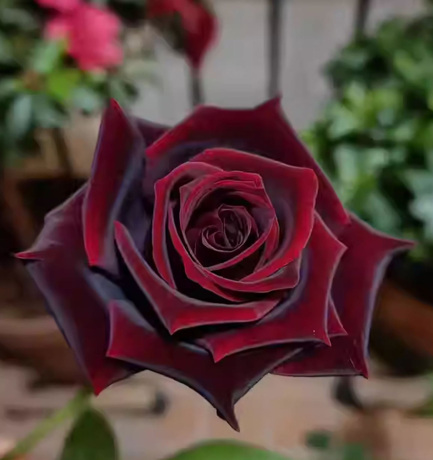 Black Baccara 黑巴克,Florist Shrub Rose, Non-Grafted/Own Root.