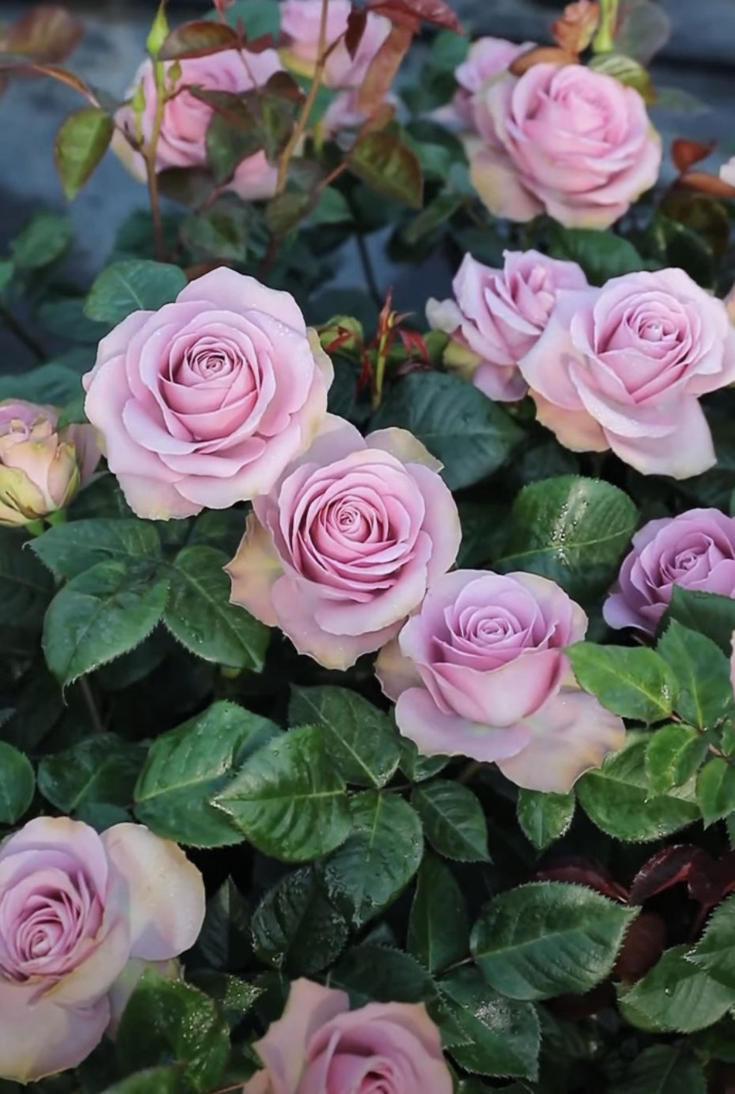#SPN147, Tiara 罗马新娘,Florist Shrub Rose, Non-Grafted/Own Root.