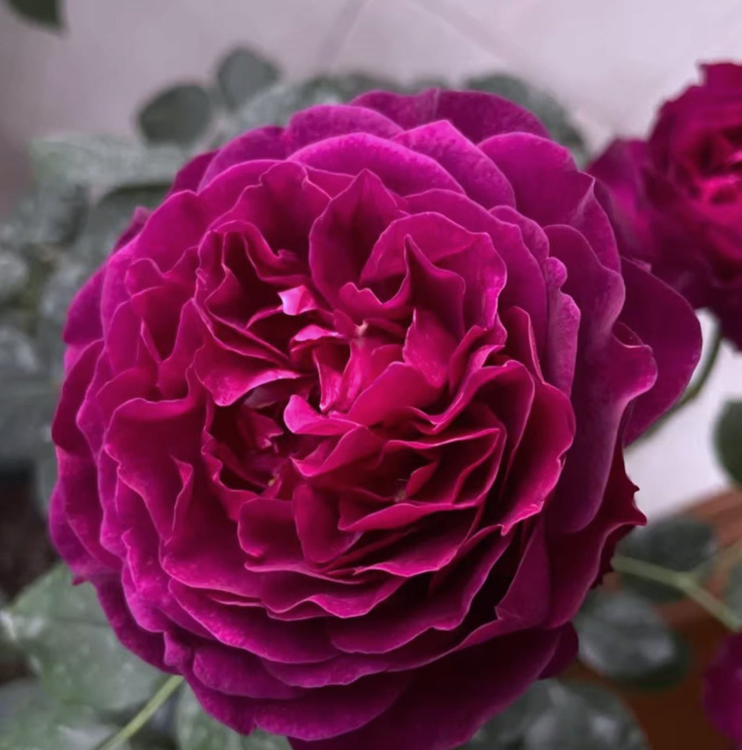 #SPJ148,Velvety Twilight 暮光之城,Japanese Floribunda Rose, Non-Grafted/Own Root.
