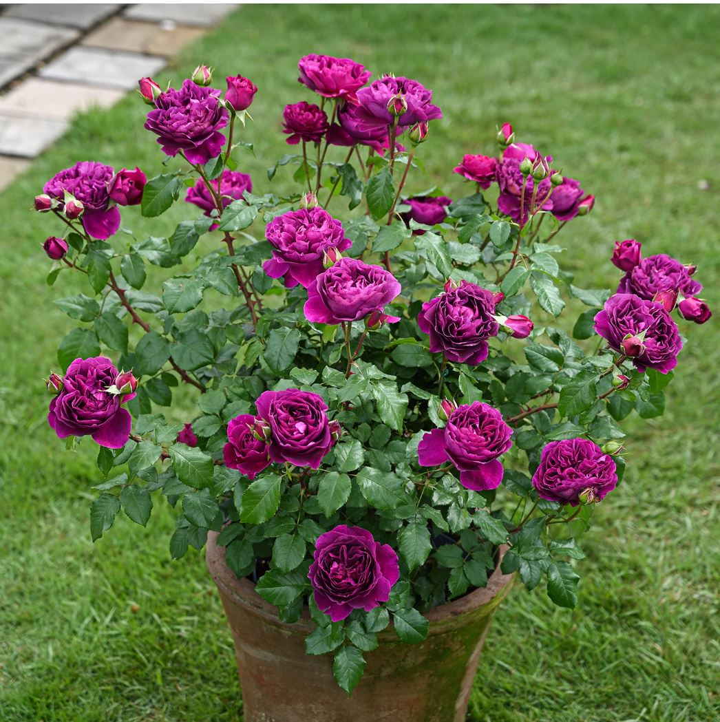 #SPJ138,NEW ! 2023. Extremely Similar to Le Temps Des Cerises 樱桃时节,Japanese Floribunda Rose, Non-Grafted/Own Root.