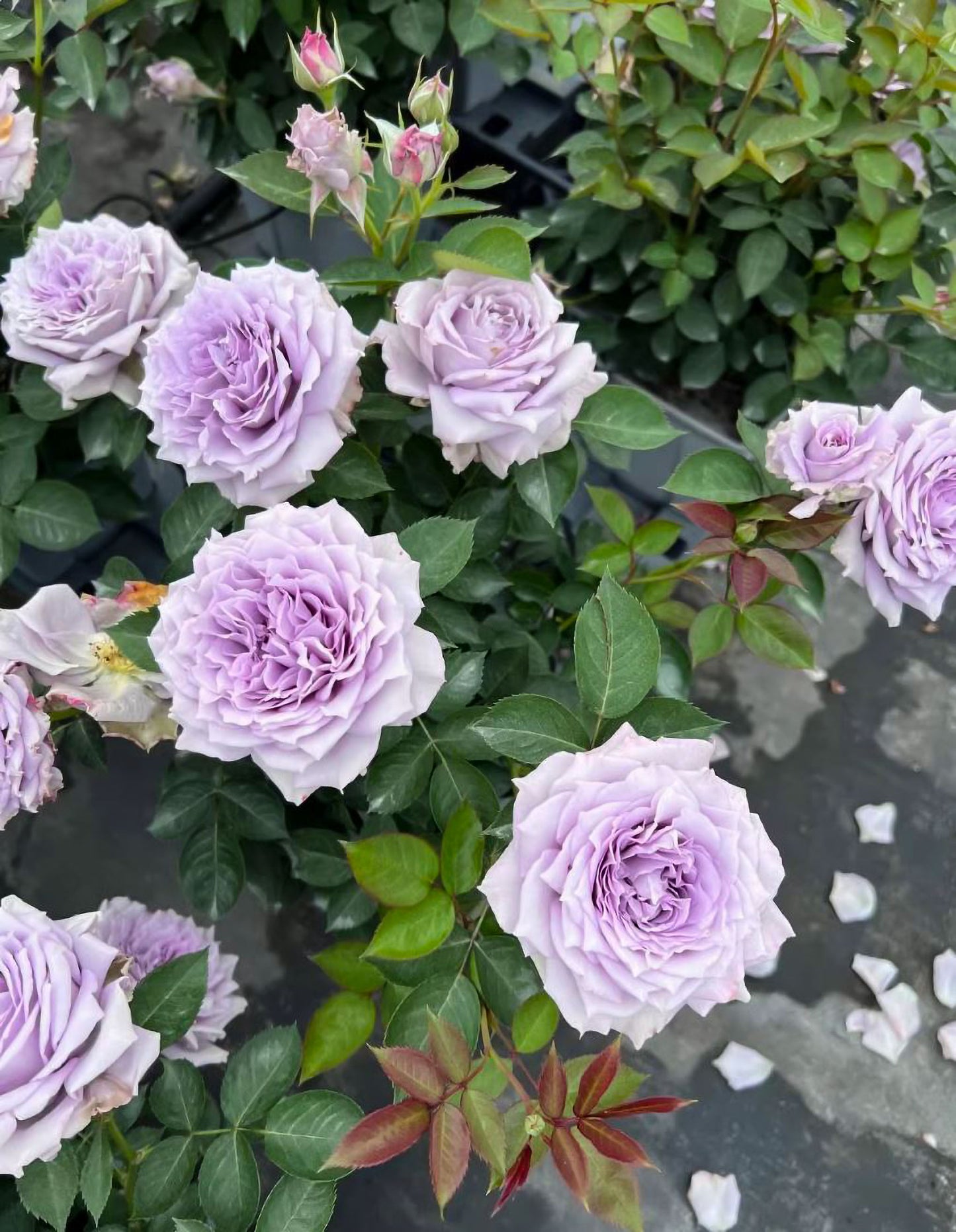 Lavender Moonlight 紫月光,Chinese Floribunda Rose, Non-Grafted/Own Root.