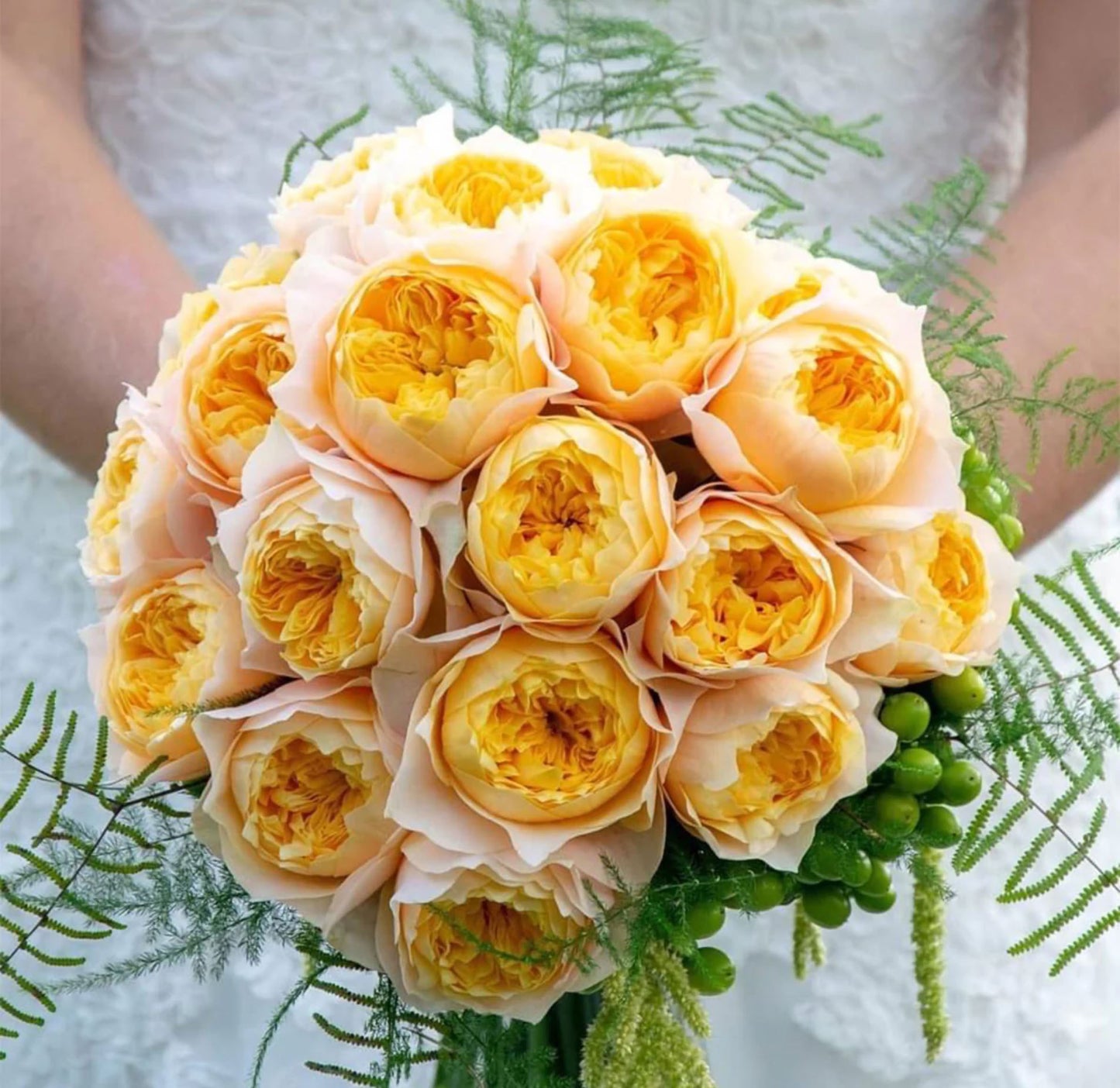 #SPN073, Golden Vuvuzela 金色珊瑚心, Florist Shrub Rose, Non-Grafted/Own Root.