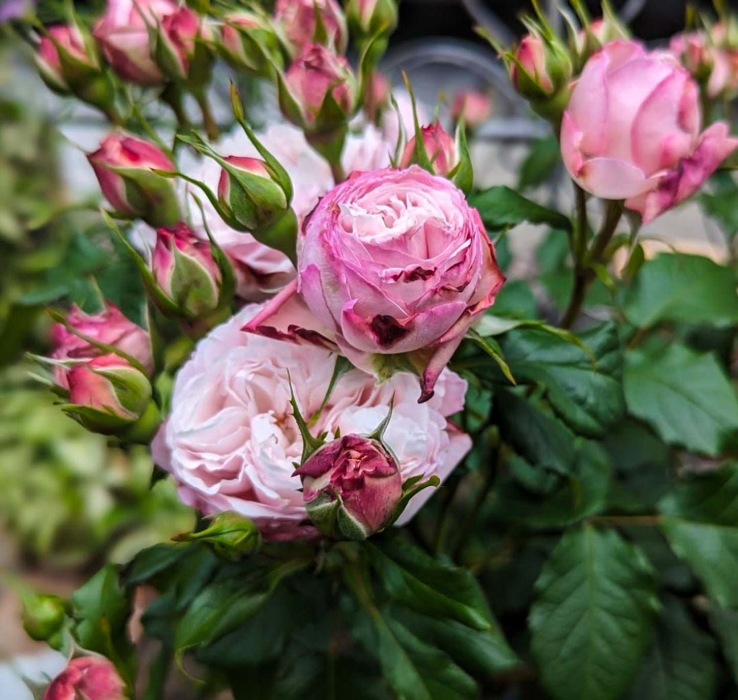 #SPJ121,Tomolove 明日爱,Japanese Floribunda Rose, Non-Grafted/Own Root.