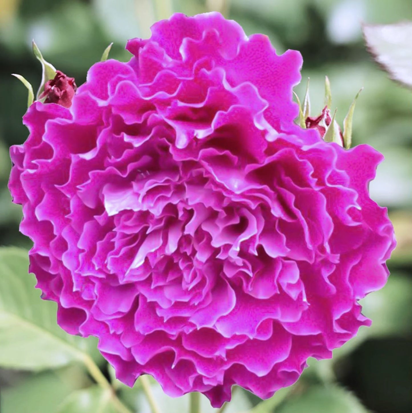 #SPJ097, Ramukan 草药,Japanese Shrub Rose,Strong Disease Resistance and Heat Tolerance,Non-Grafted/Own Root.