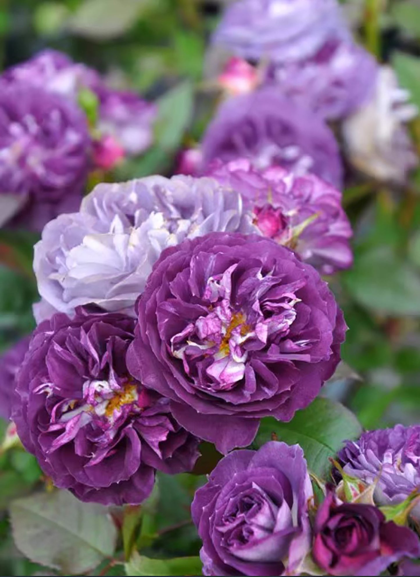 #SPJ099,Rinaldo 圣十字军, Japanese Shrub Rose, Non-Grafted/Own Root.