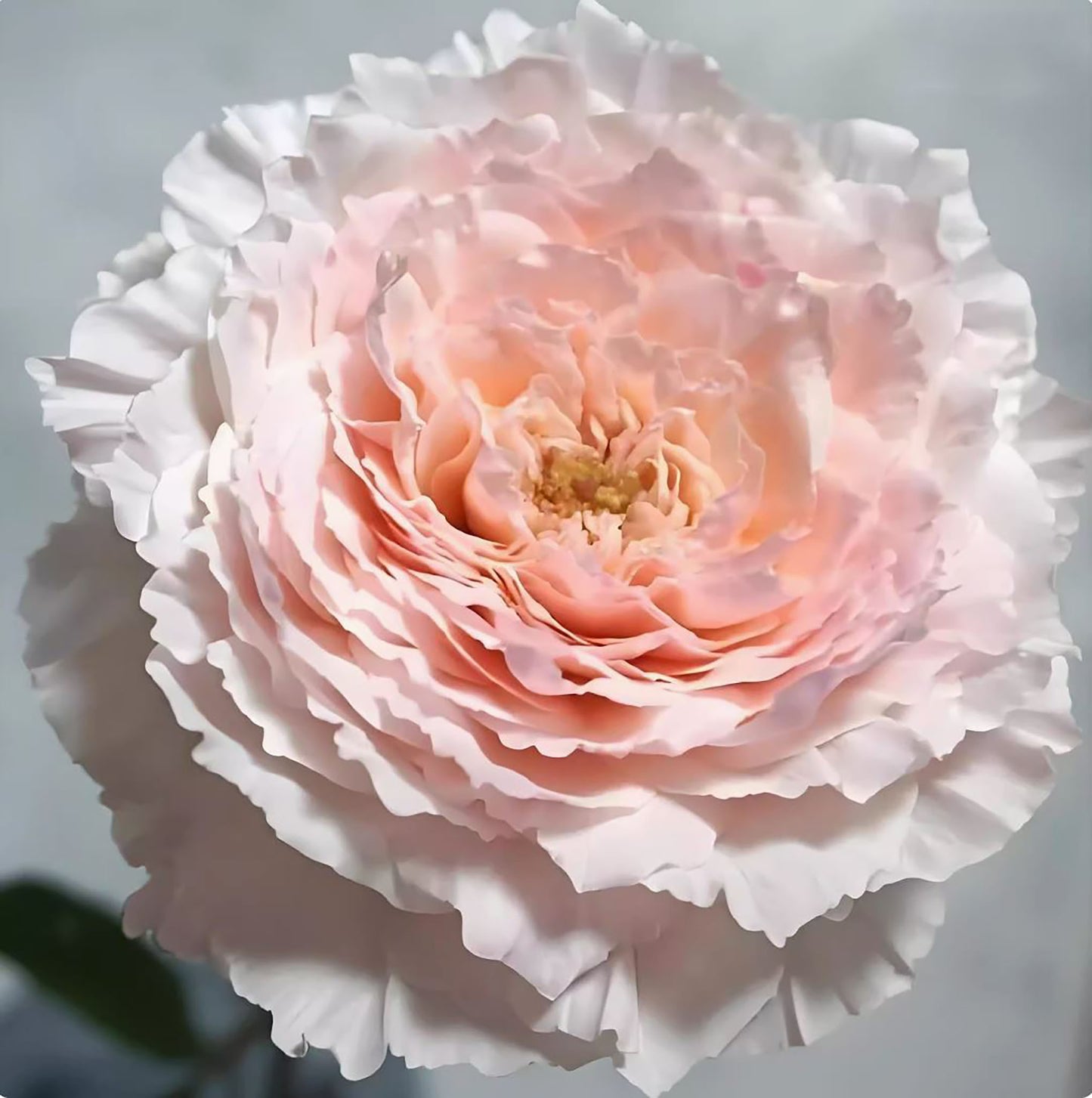 #SPJ120,Tsumugi Fuli 锦绸富力, Japanese Florist Shrub Rose.