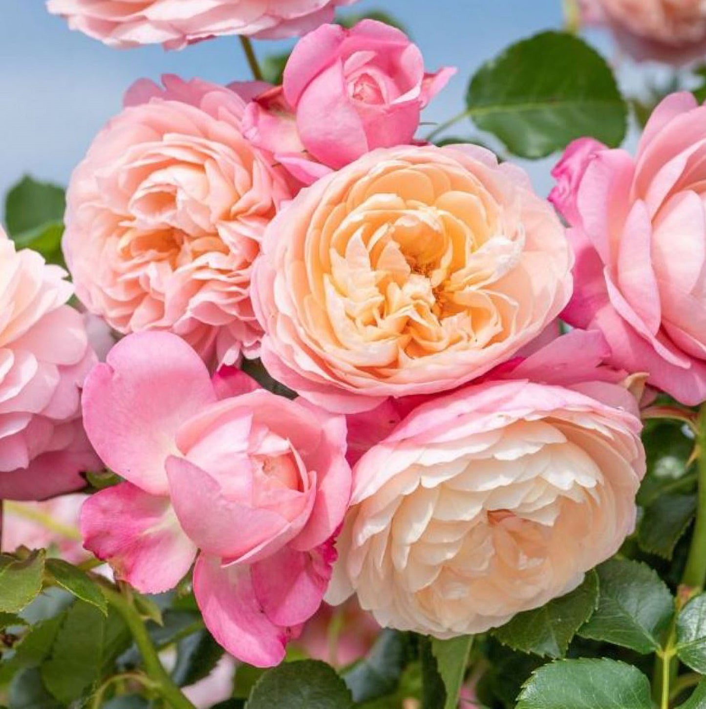 #SPF125,Extremely Similar to David Hockney 彩笔浪漫,Climbing & Shrub Roses, Non-Grafted/Own Root.
