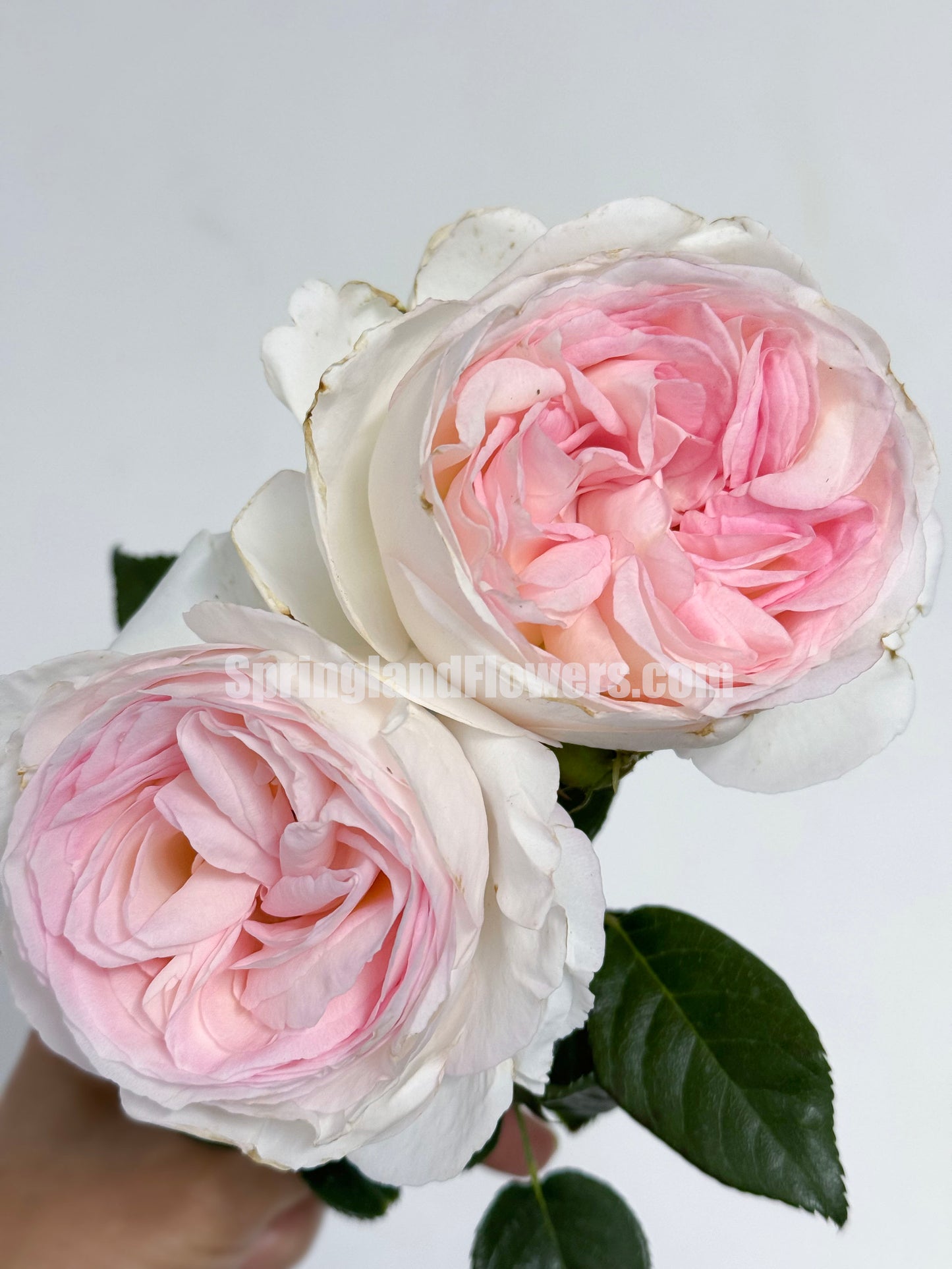#SPF164,Extremely Similar to Camille Claudel 心之雕刻,Shrub Rose,Thornless, Heat-tolerant, disease-resistant, Non-Grafted/Own Root.