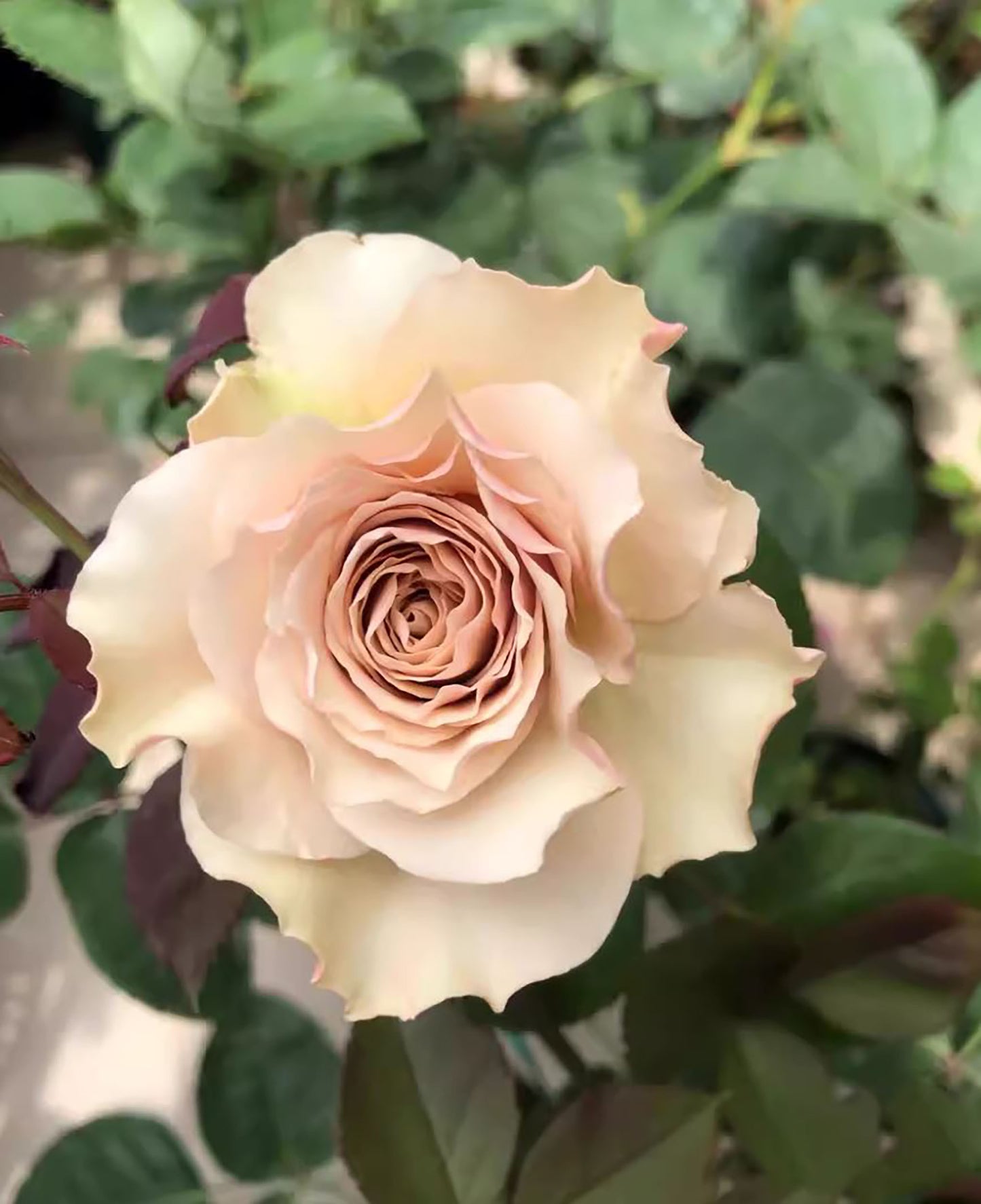 #SPJ169, Winged Angel of Light /Ailes 第九天使/光之翼天使 , Japanese Shrub Rose Non-Grafted/Own Root.河本纯子.