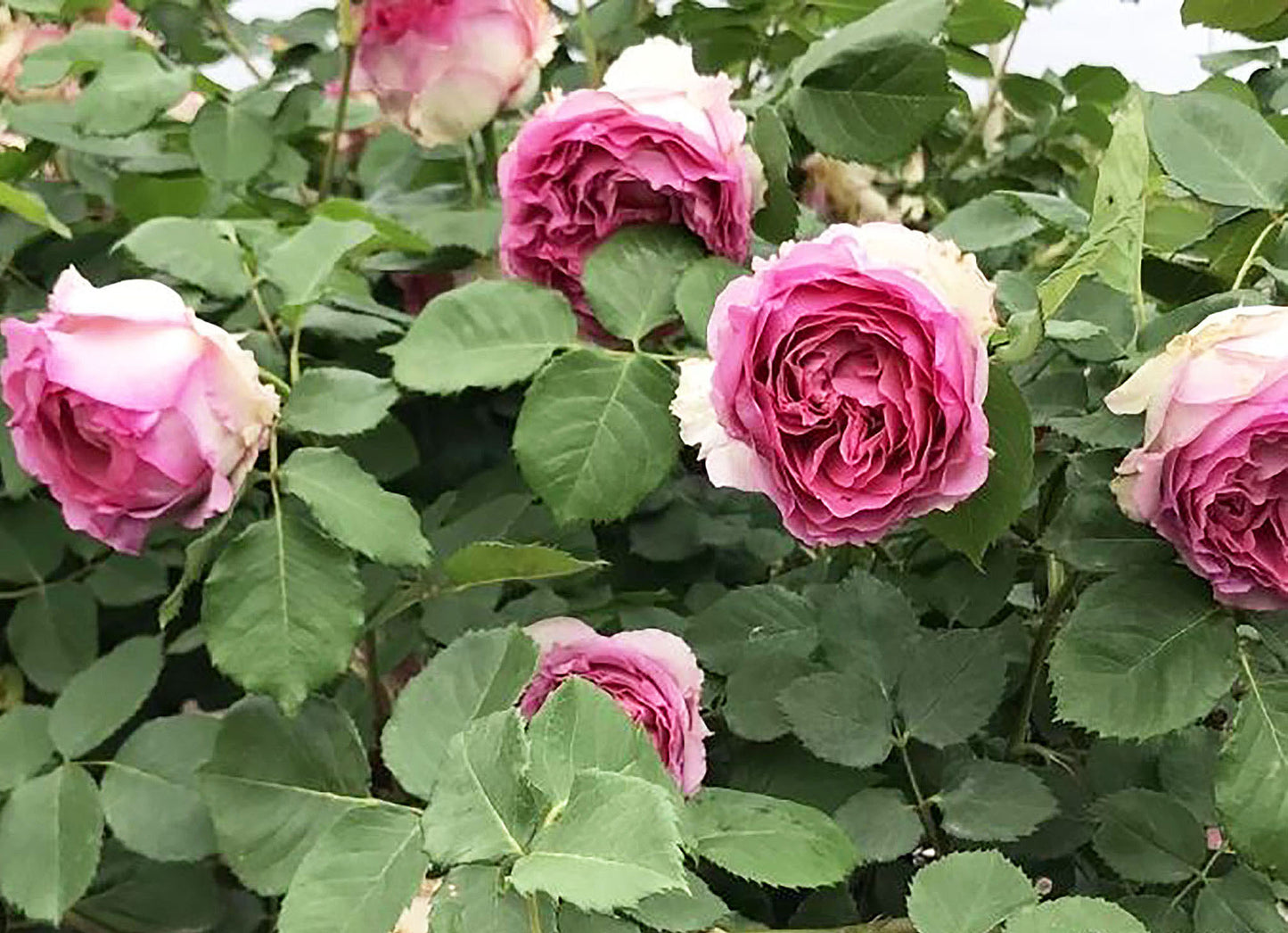 #SPC232,Silk Garment 罗衣,Thornless Climbing Rose , Rich Frangrance, Non-Grafted/Own Root.